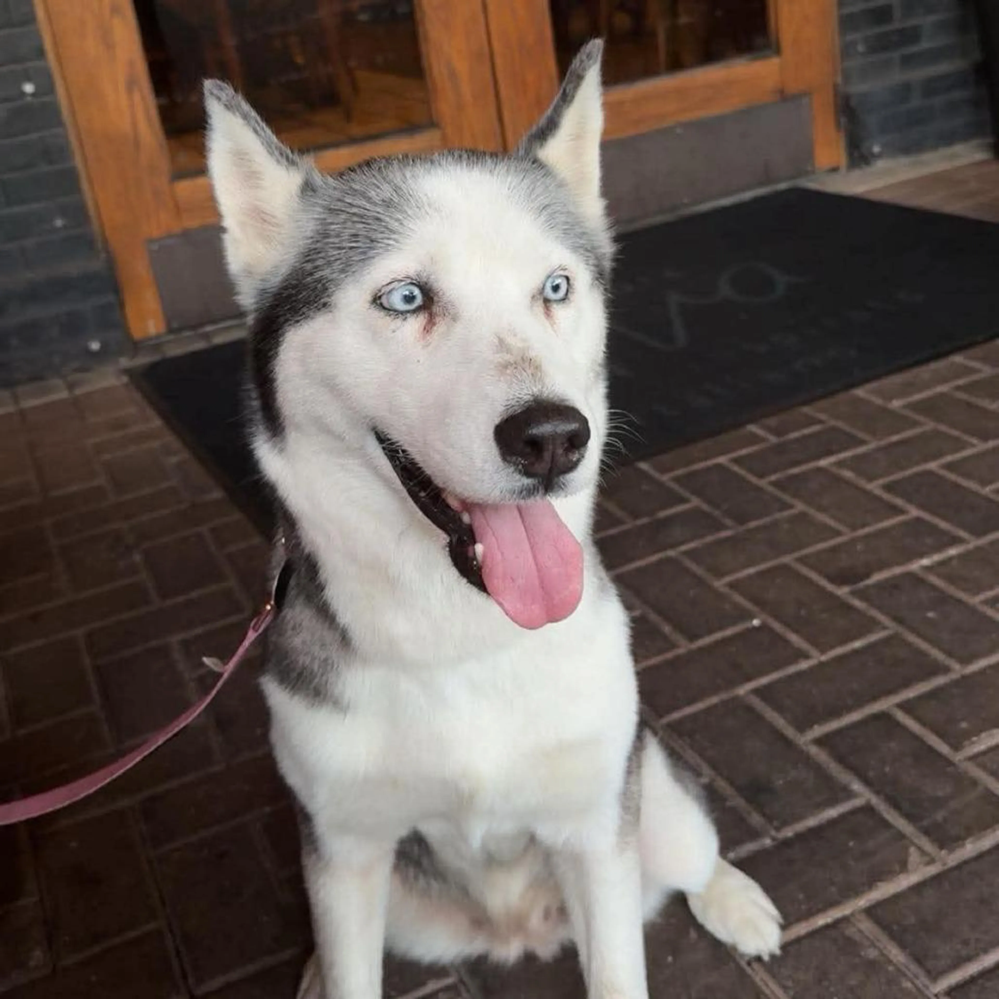 Found pet-3