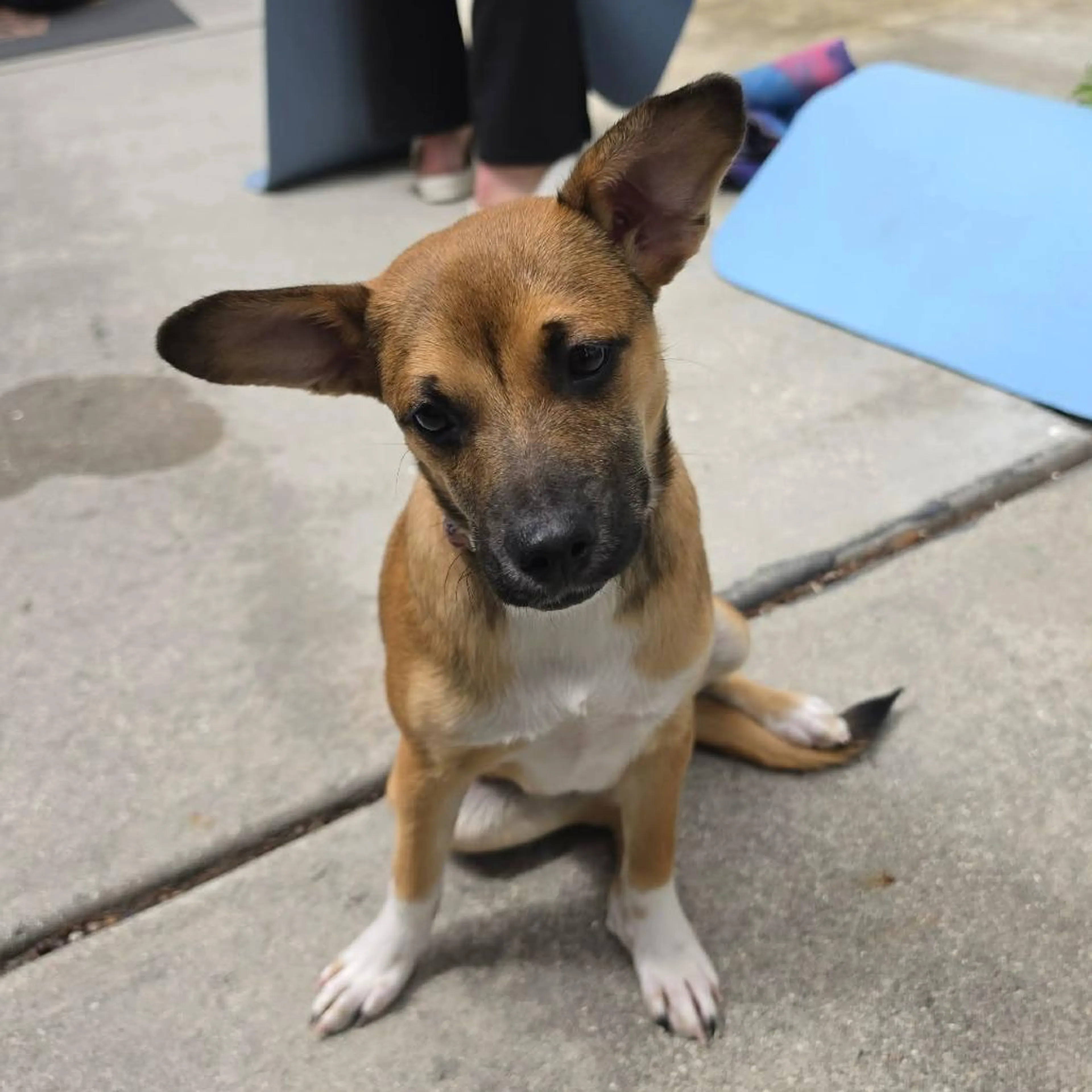 Found pet-3