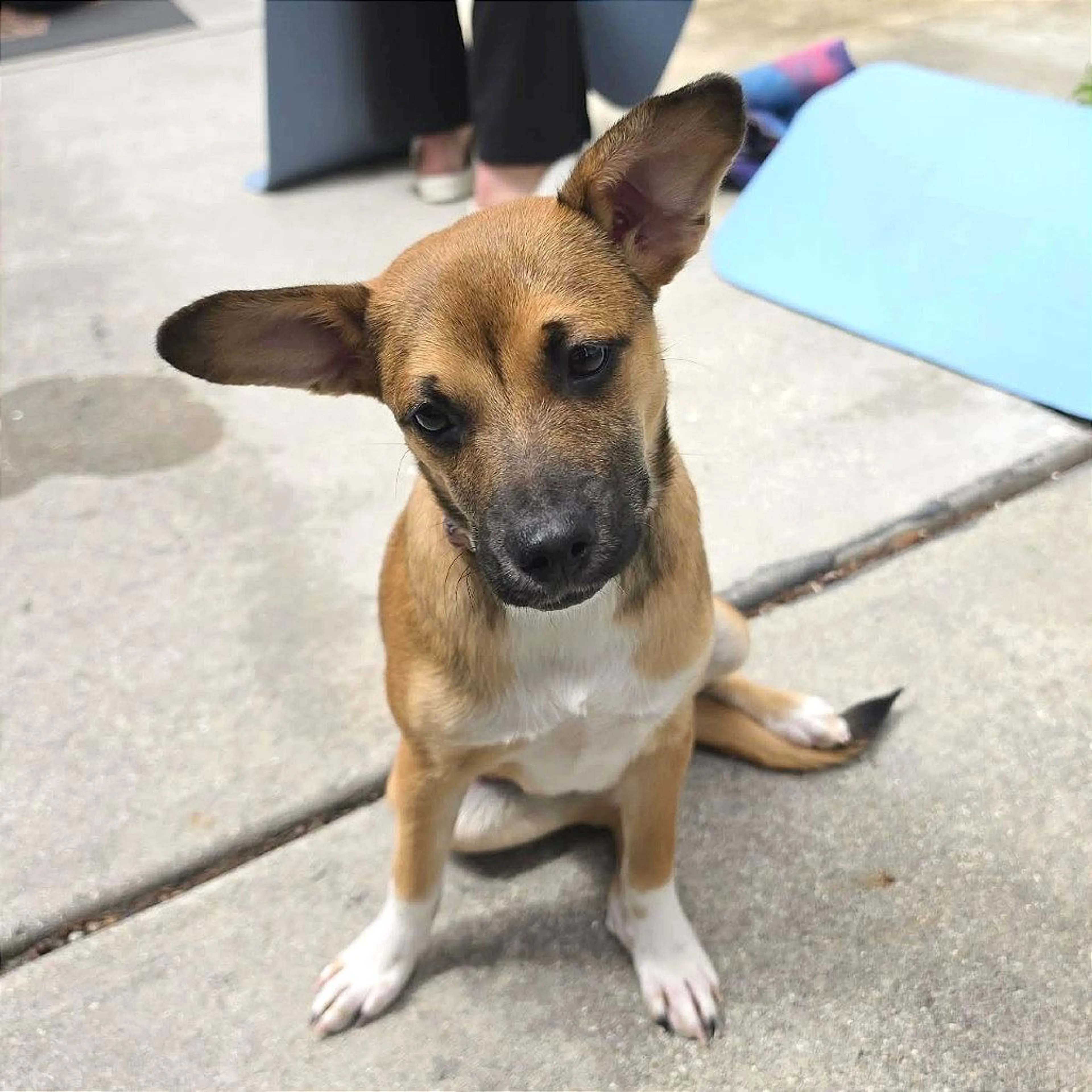 Found pet-2