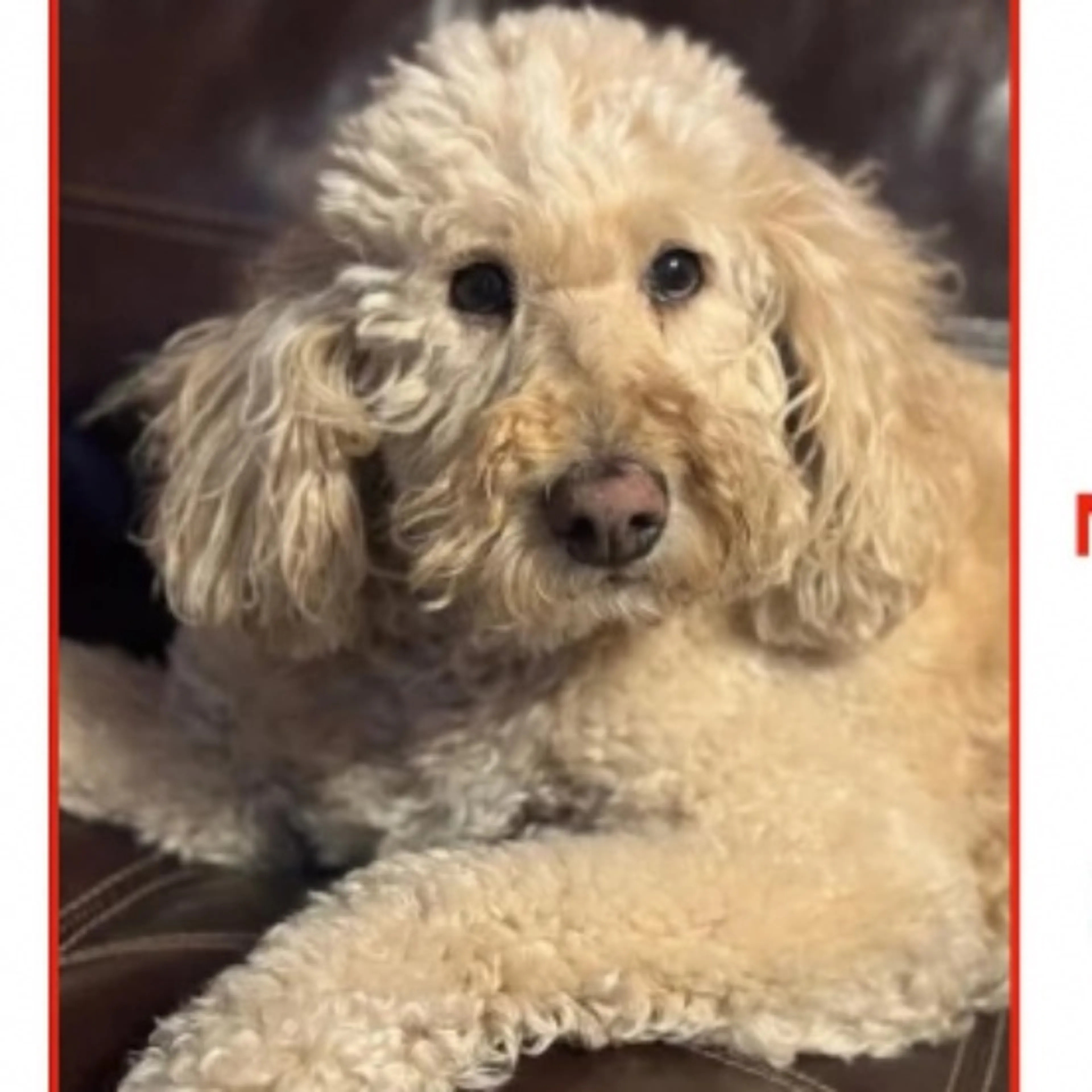 Lost pet