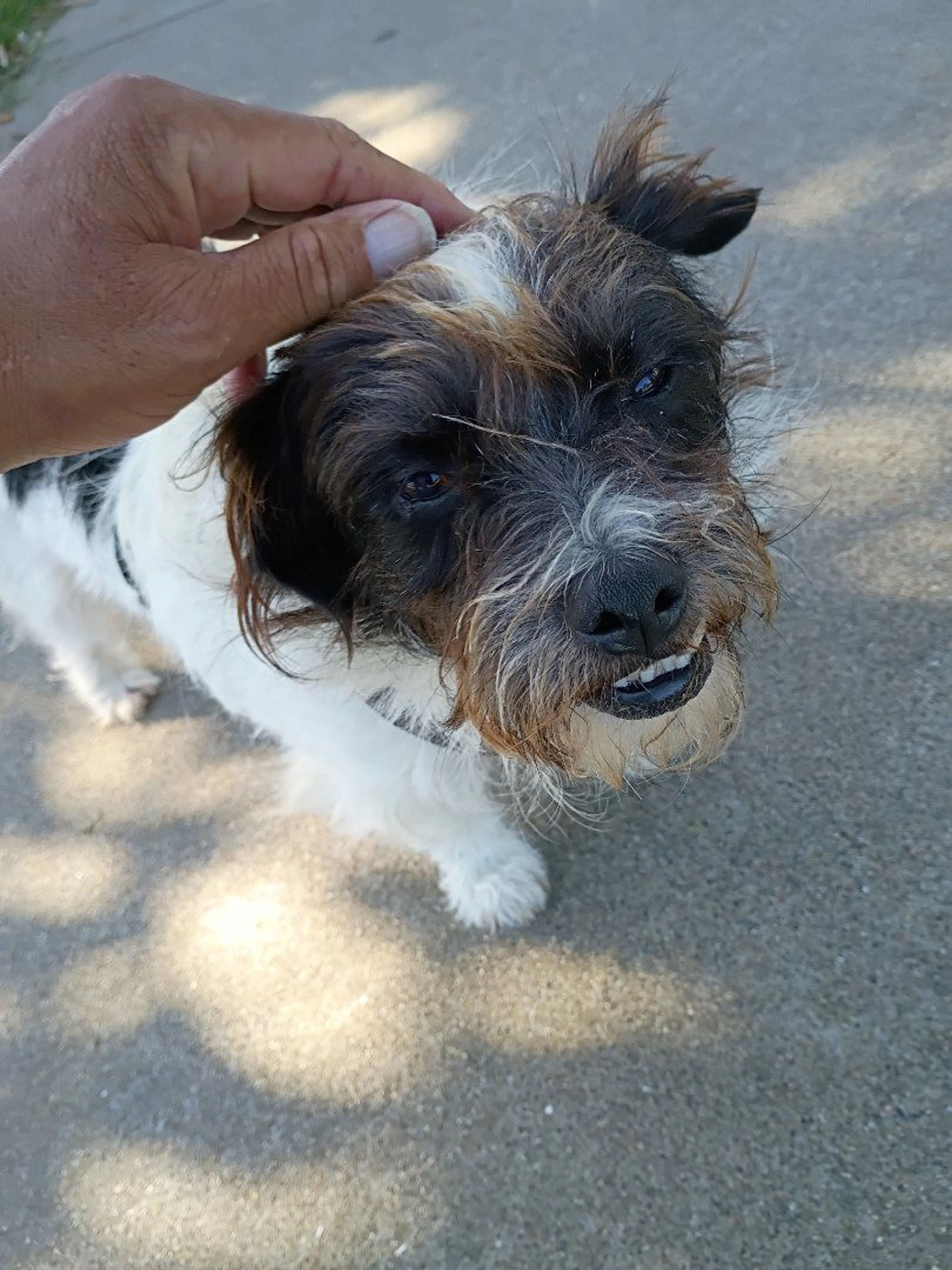Lost pet-2