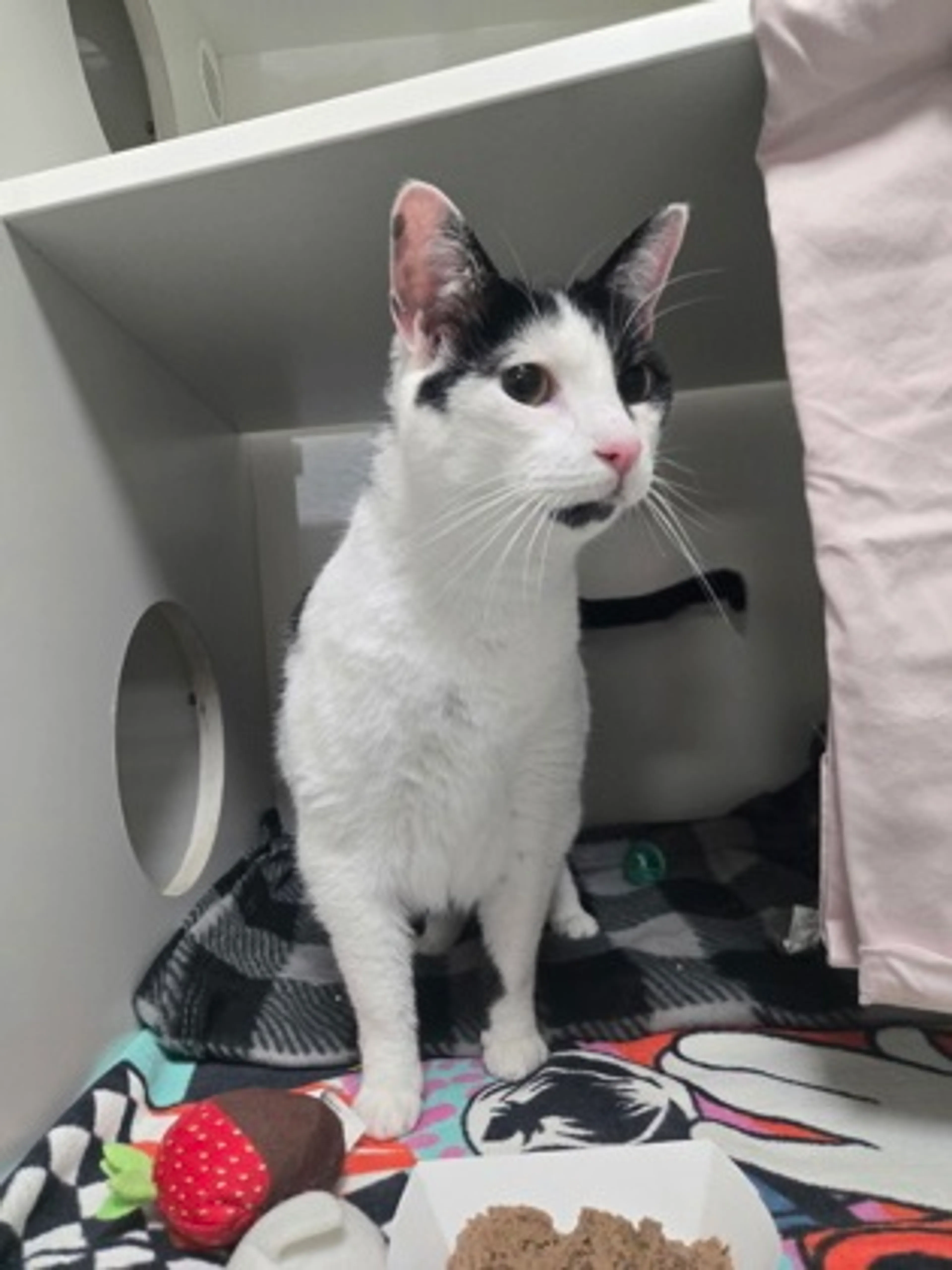 Found pet-1