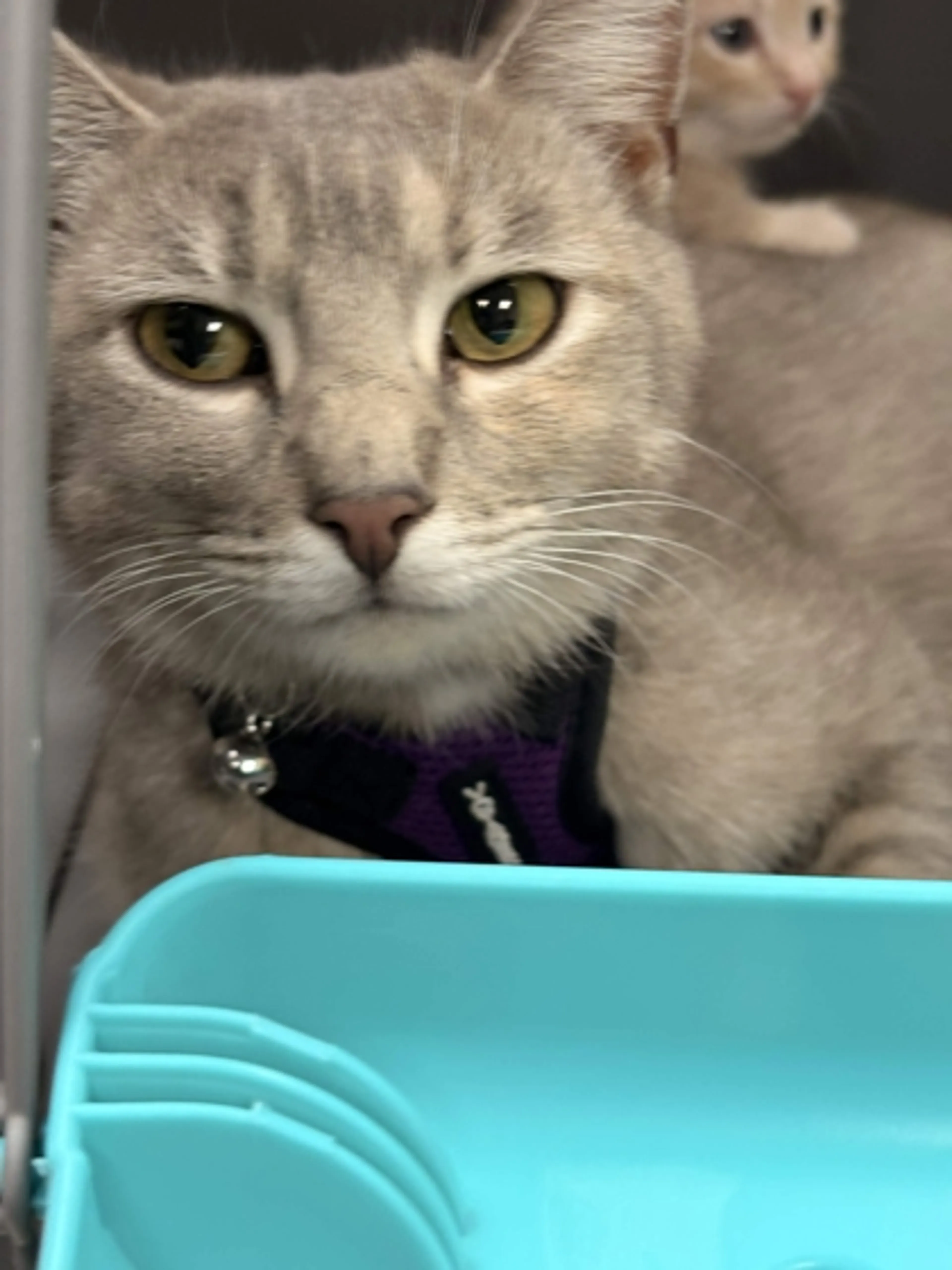 Found pet