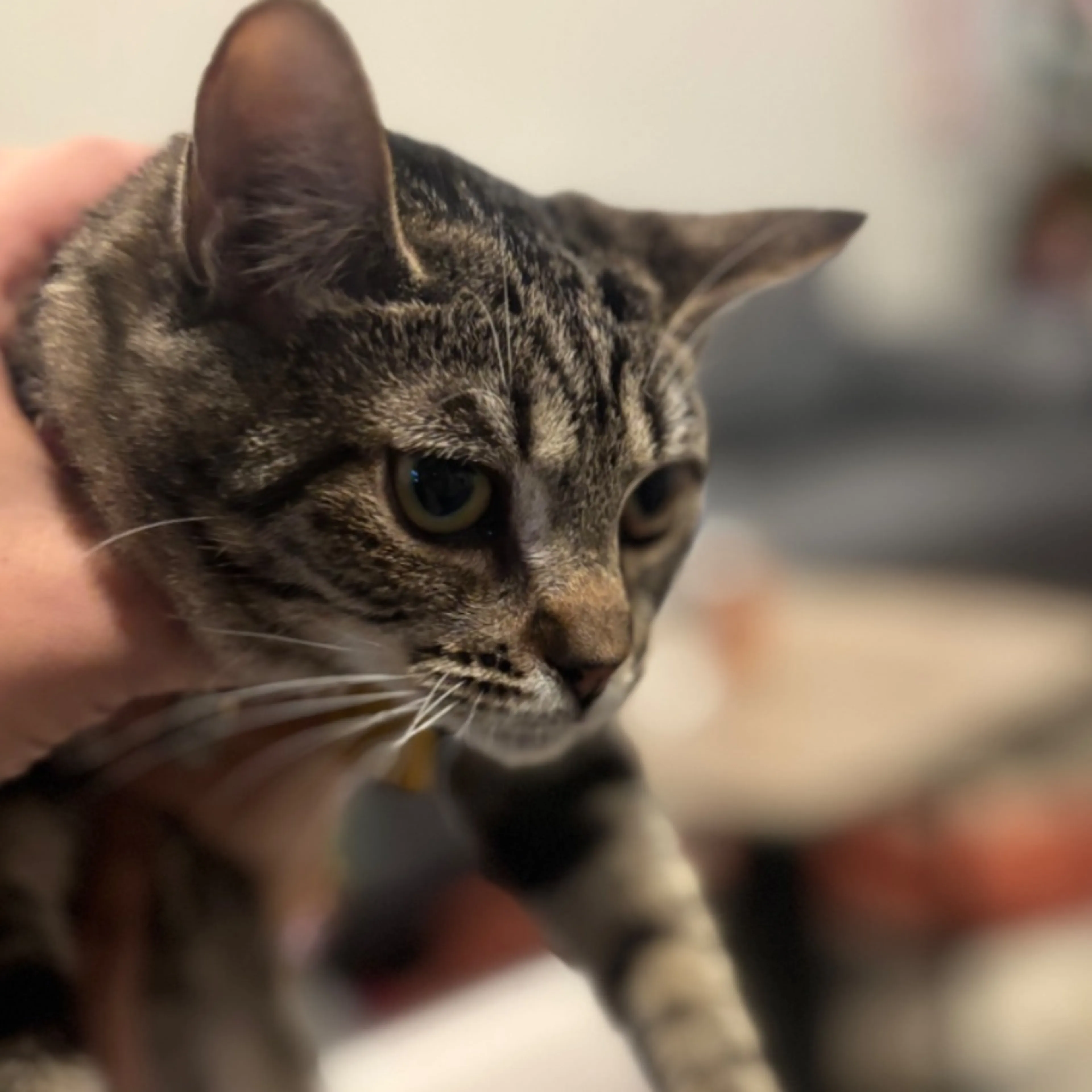 Lost pet-0