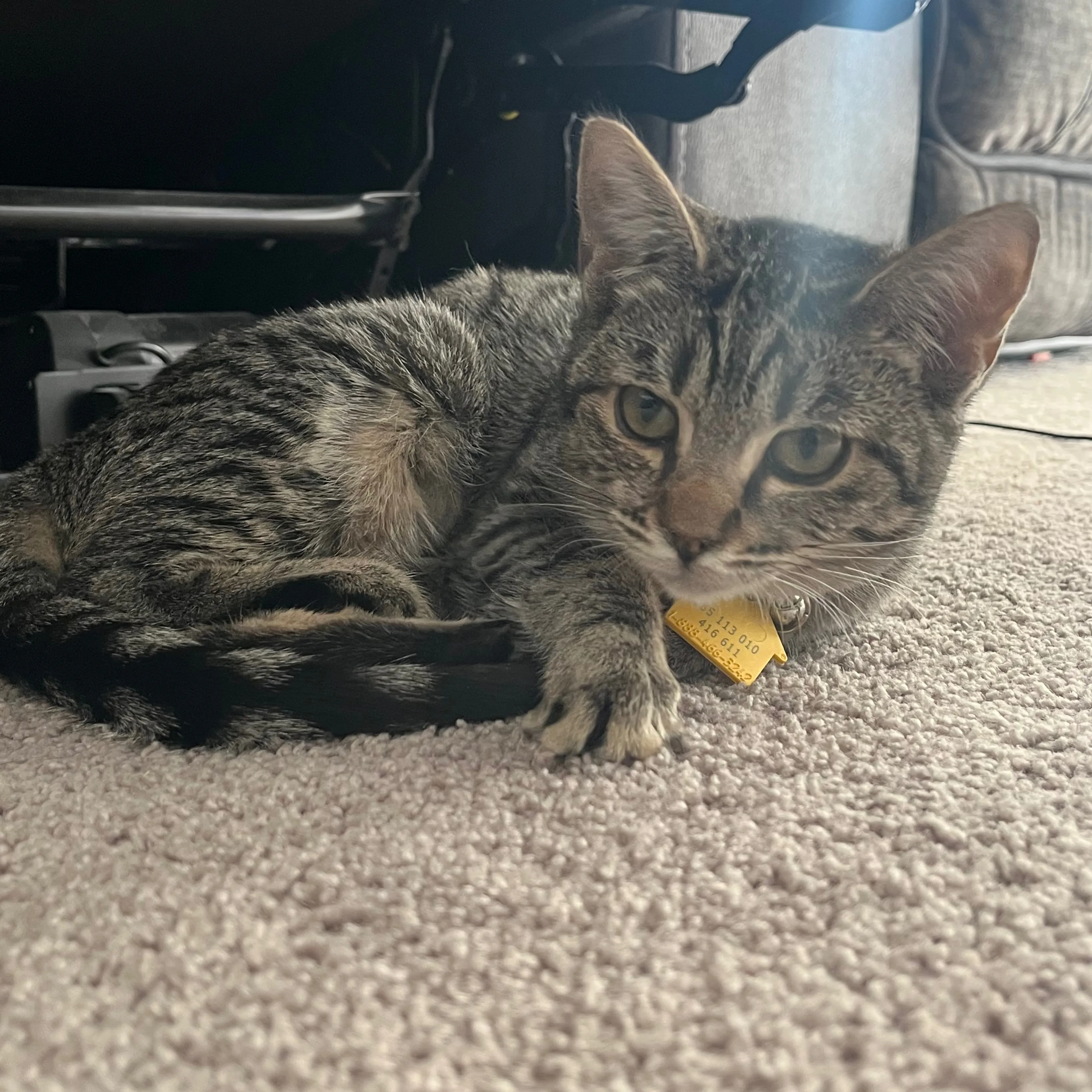 Lost pet-1