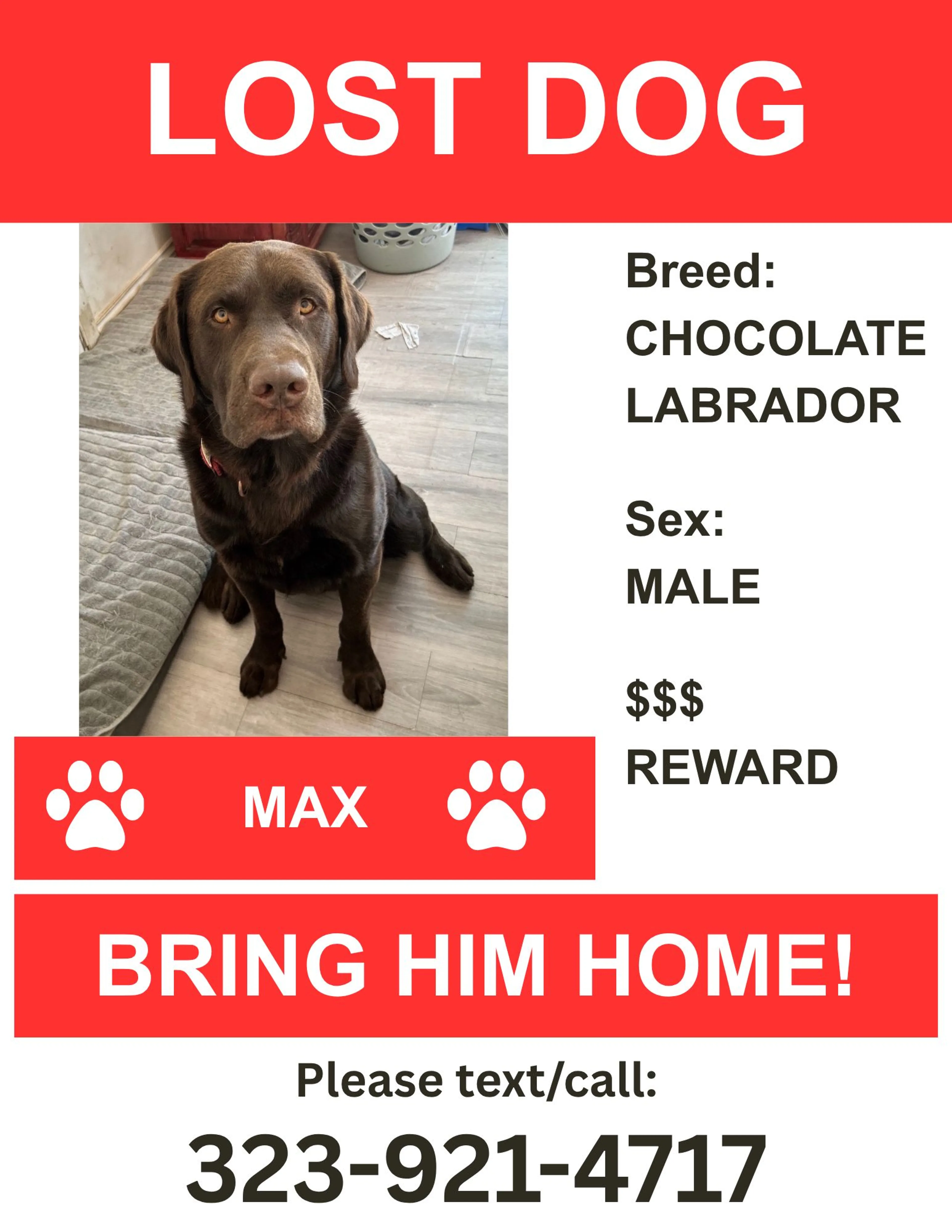 Lost pet-1