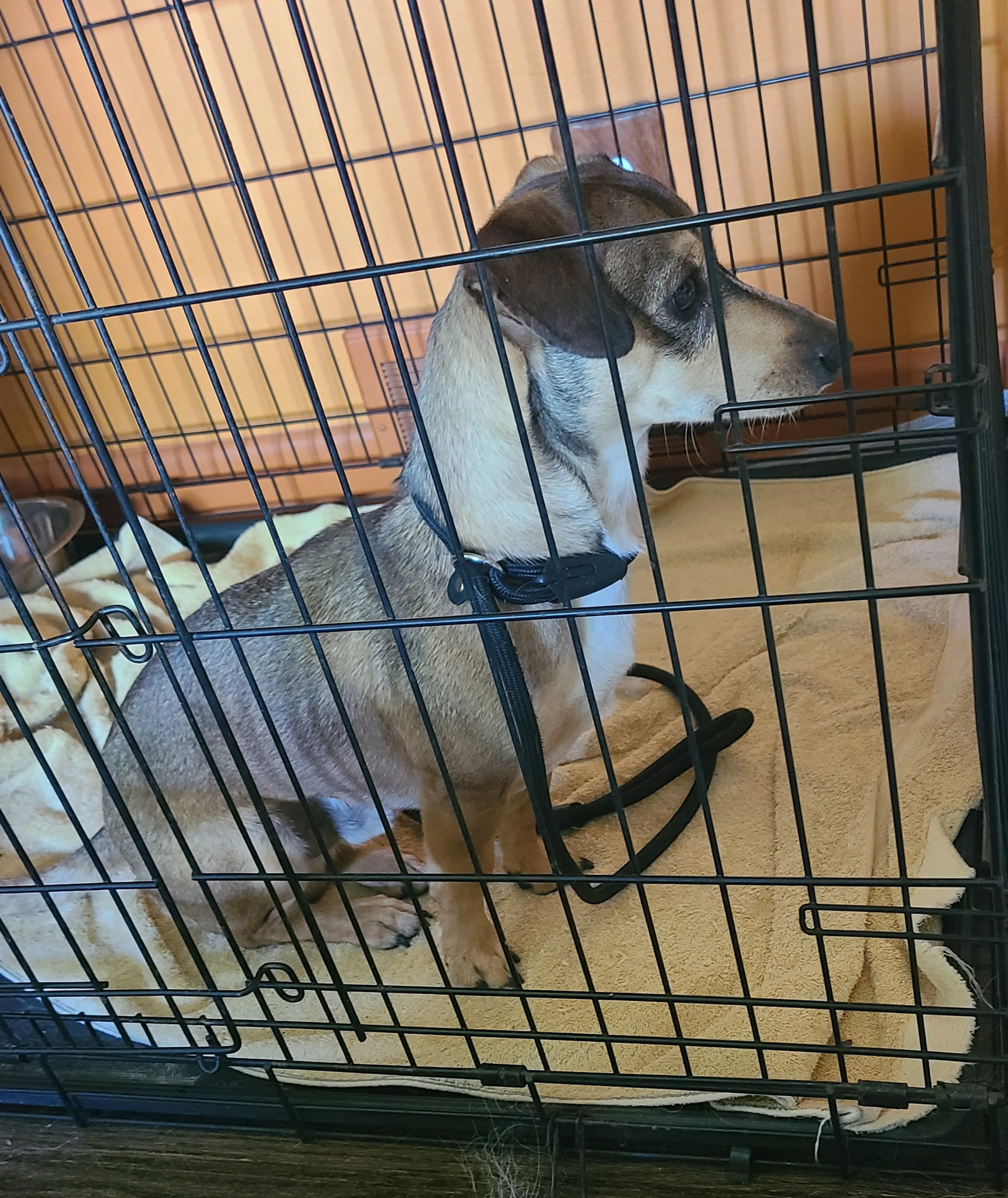 Found pet-1