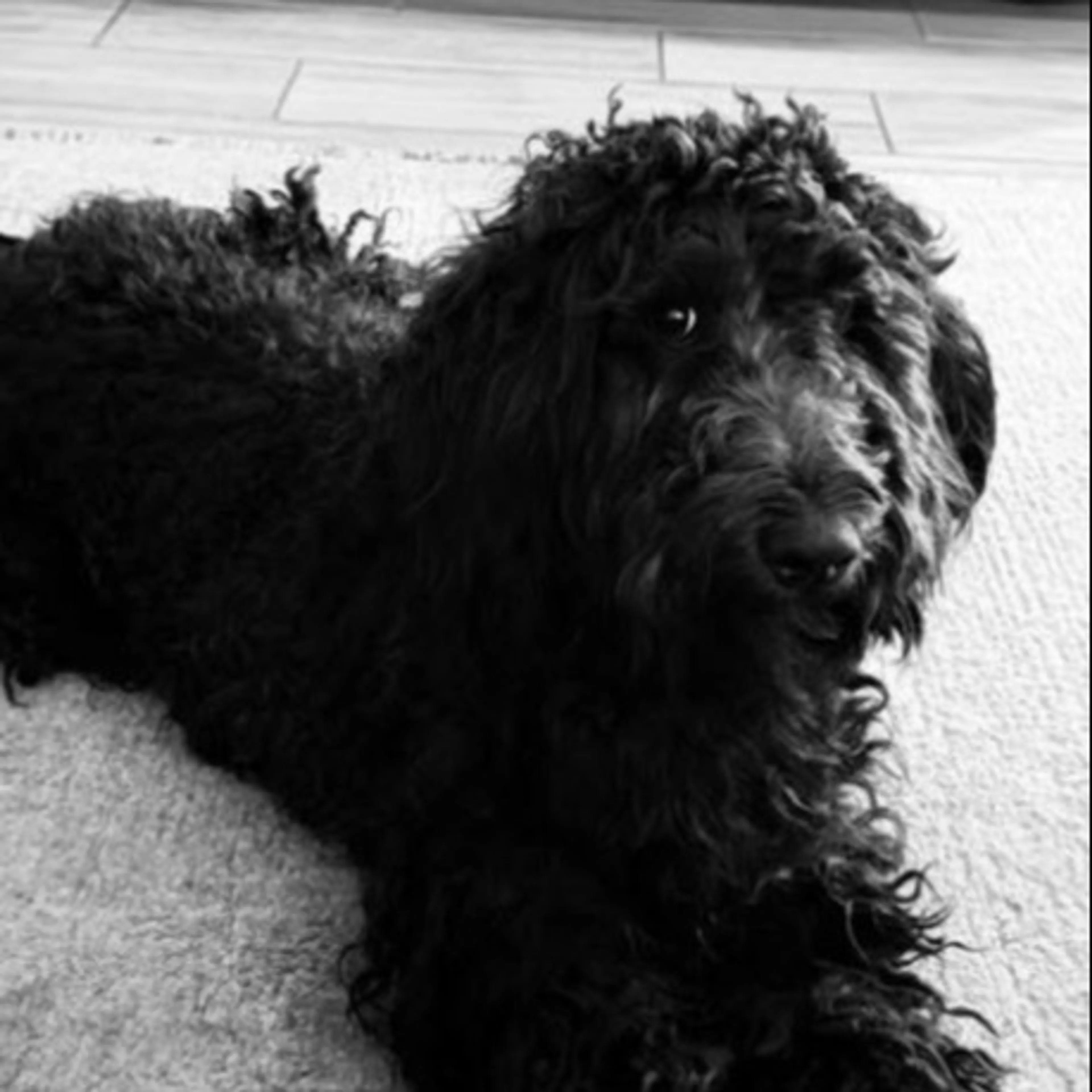 Lost pet