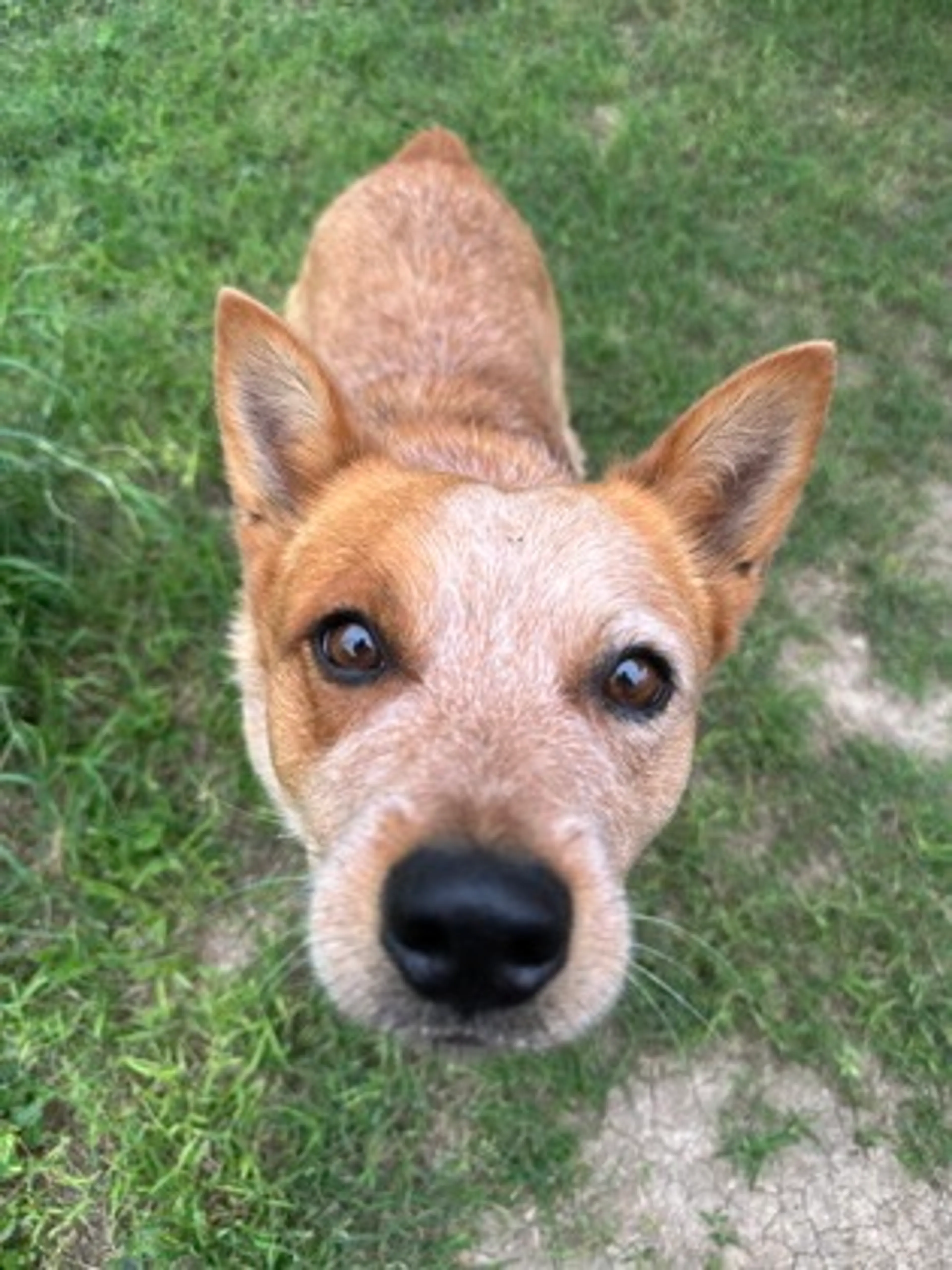 Found pet-1