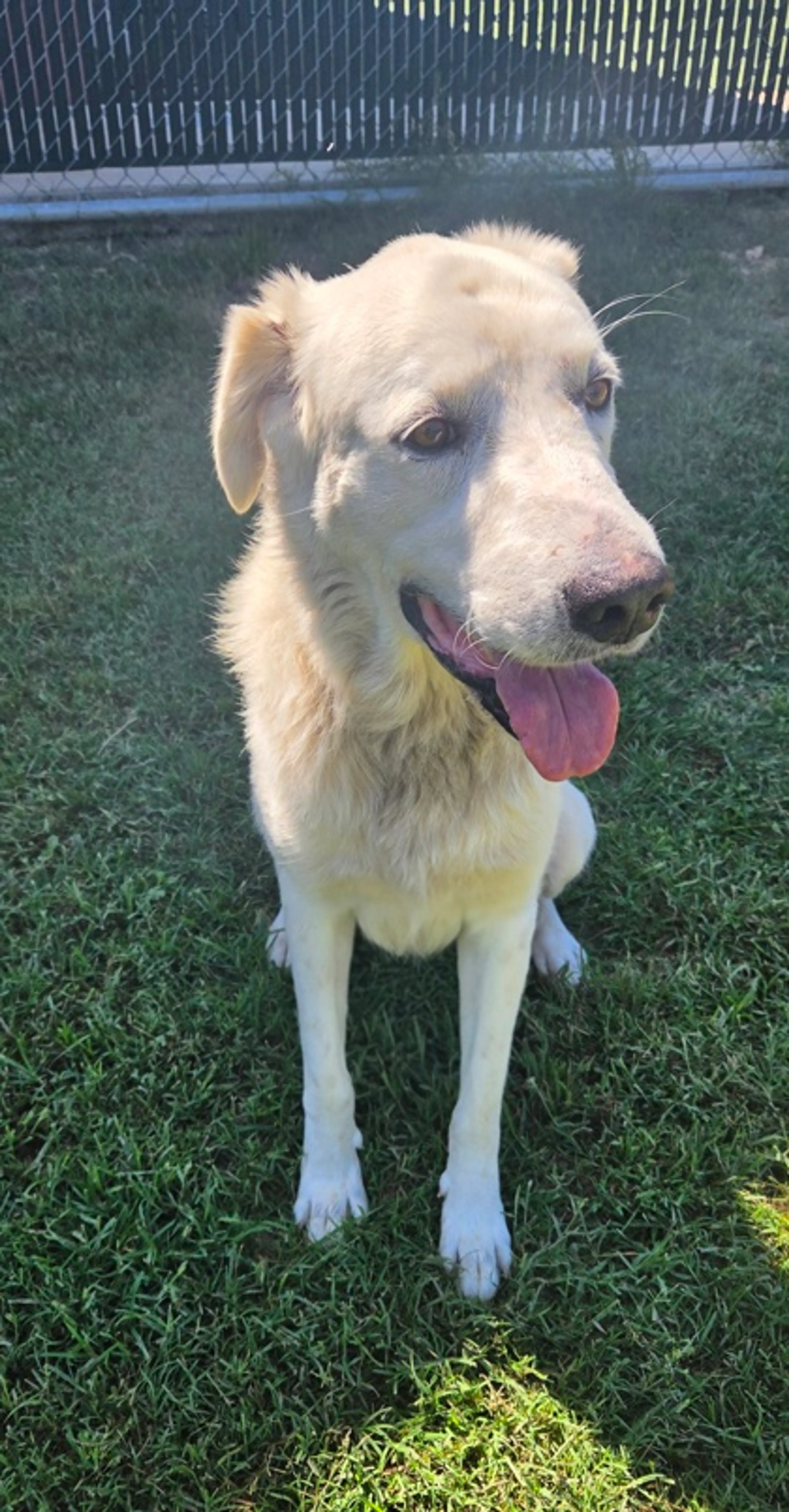Found pet-1