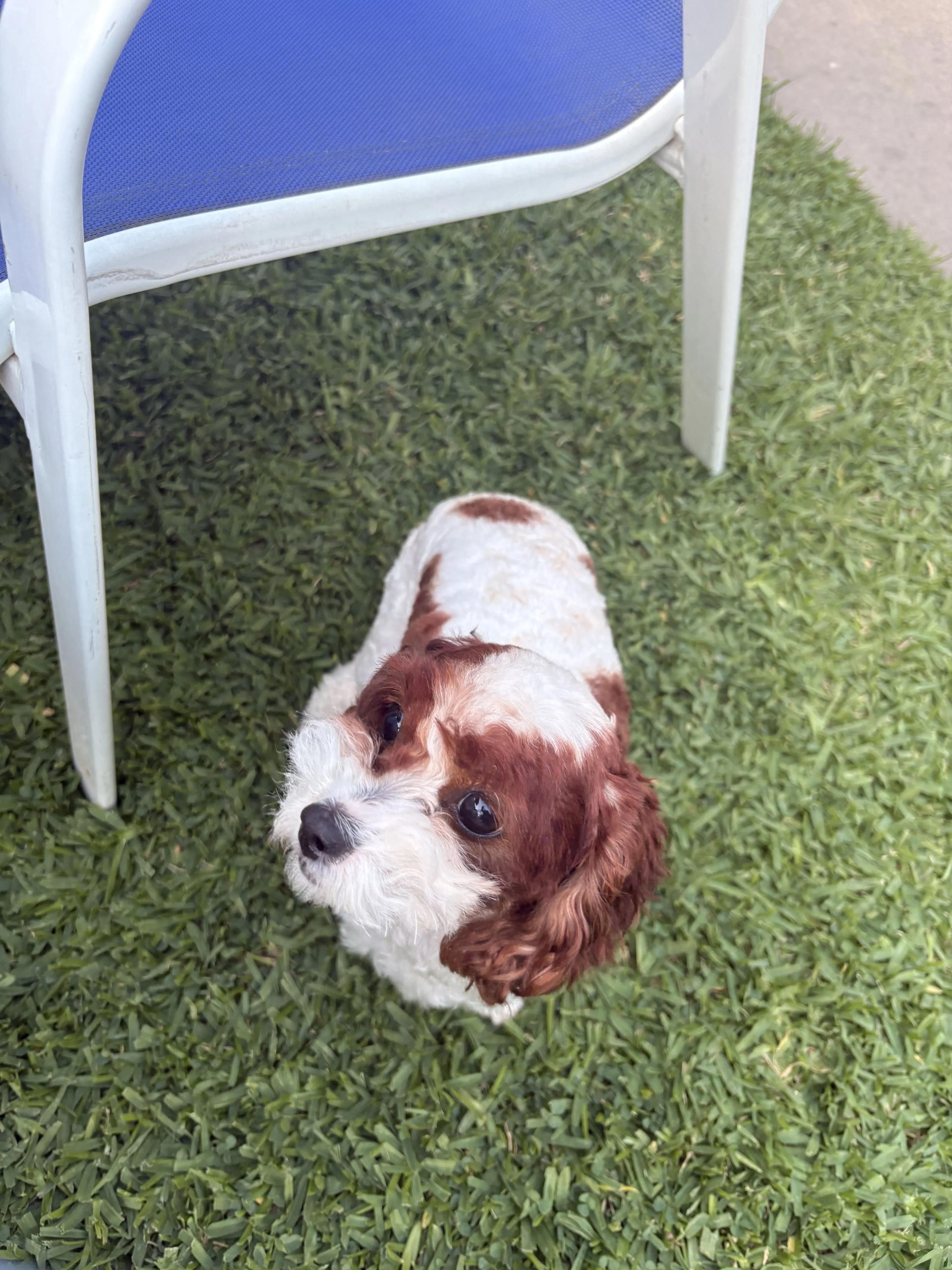 Lost pet