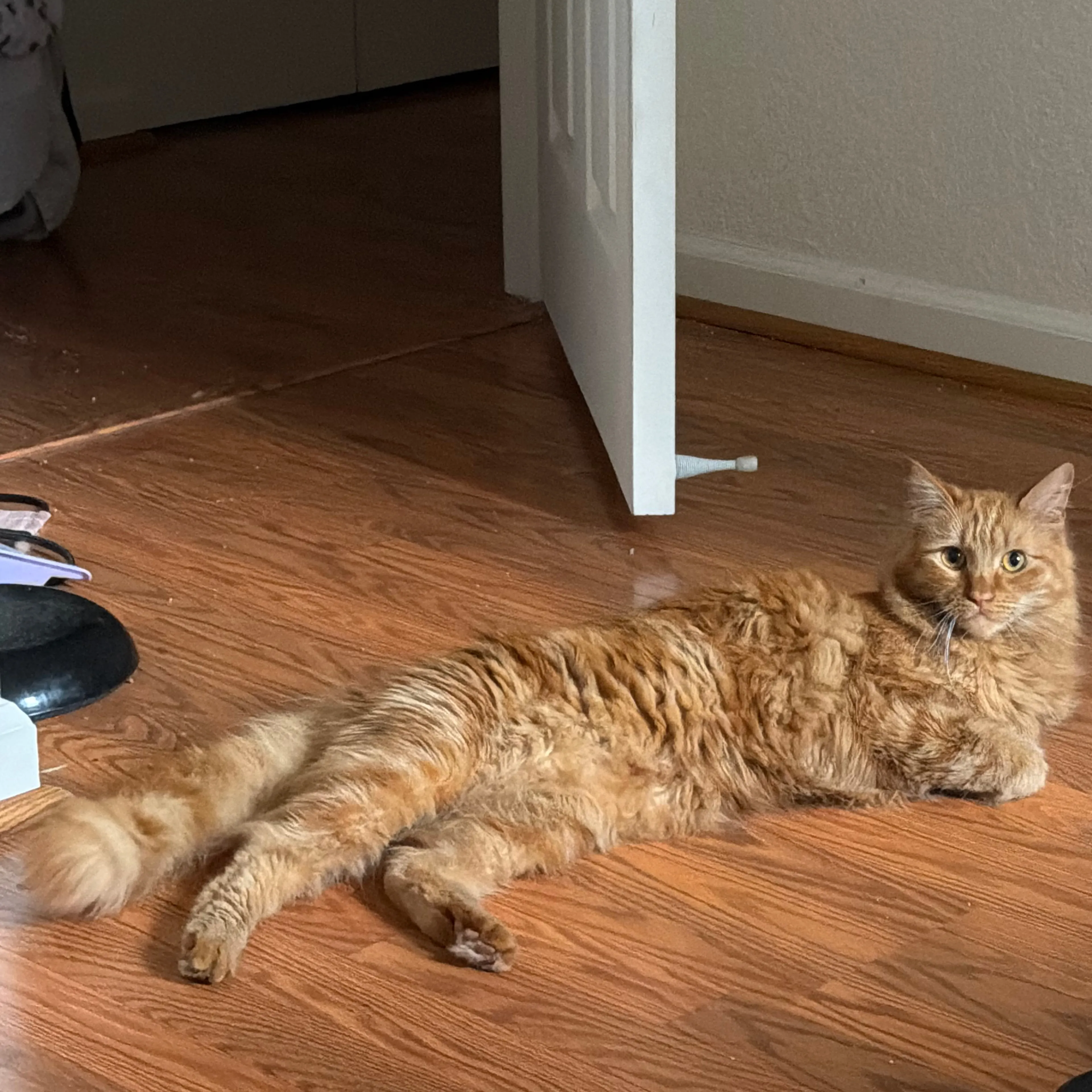 Lost pet-1