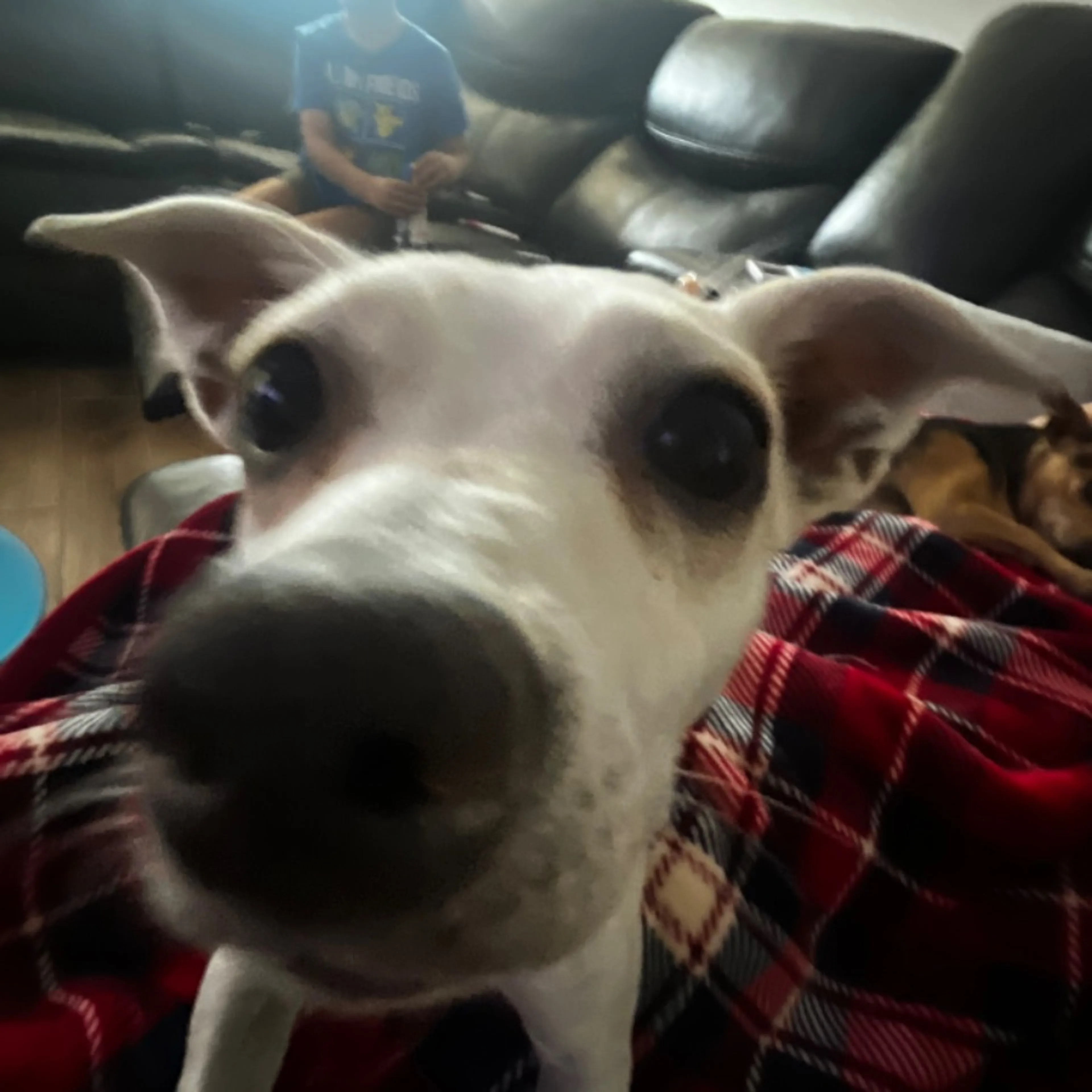 Lost pet