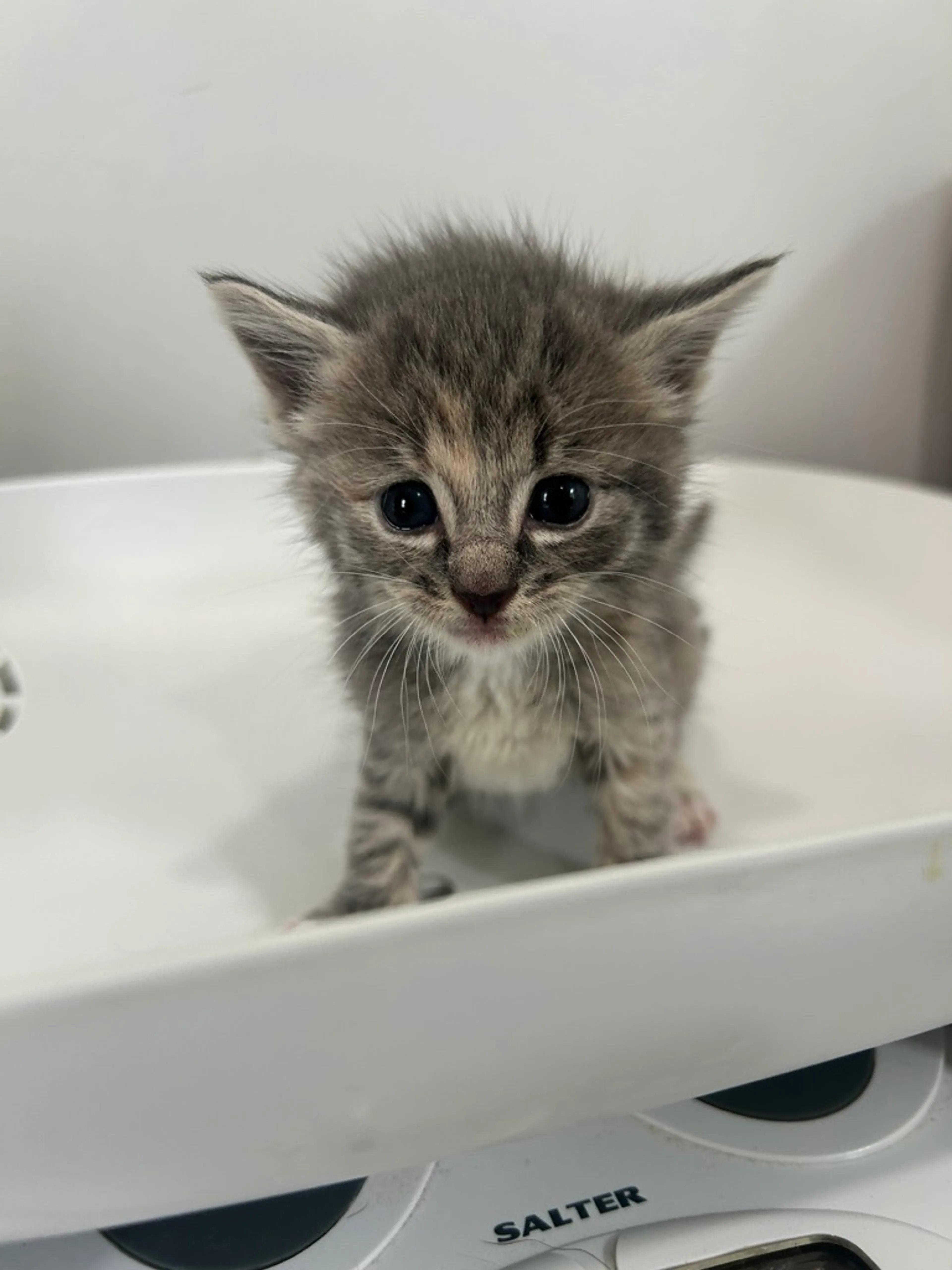 Found pet