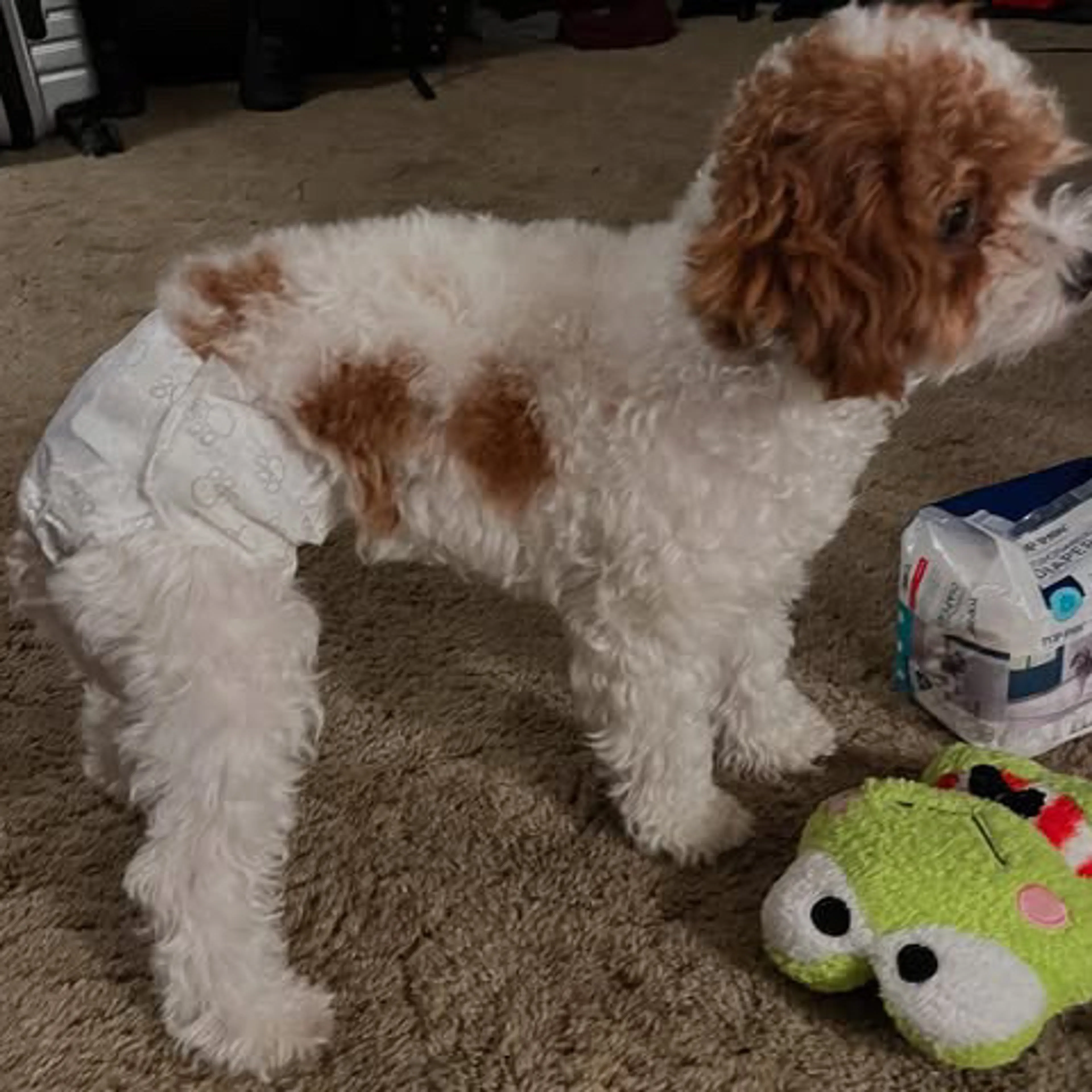 Lost pet-1