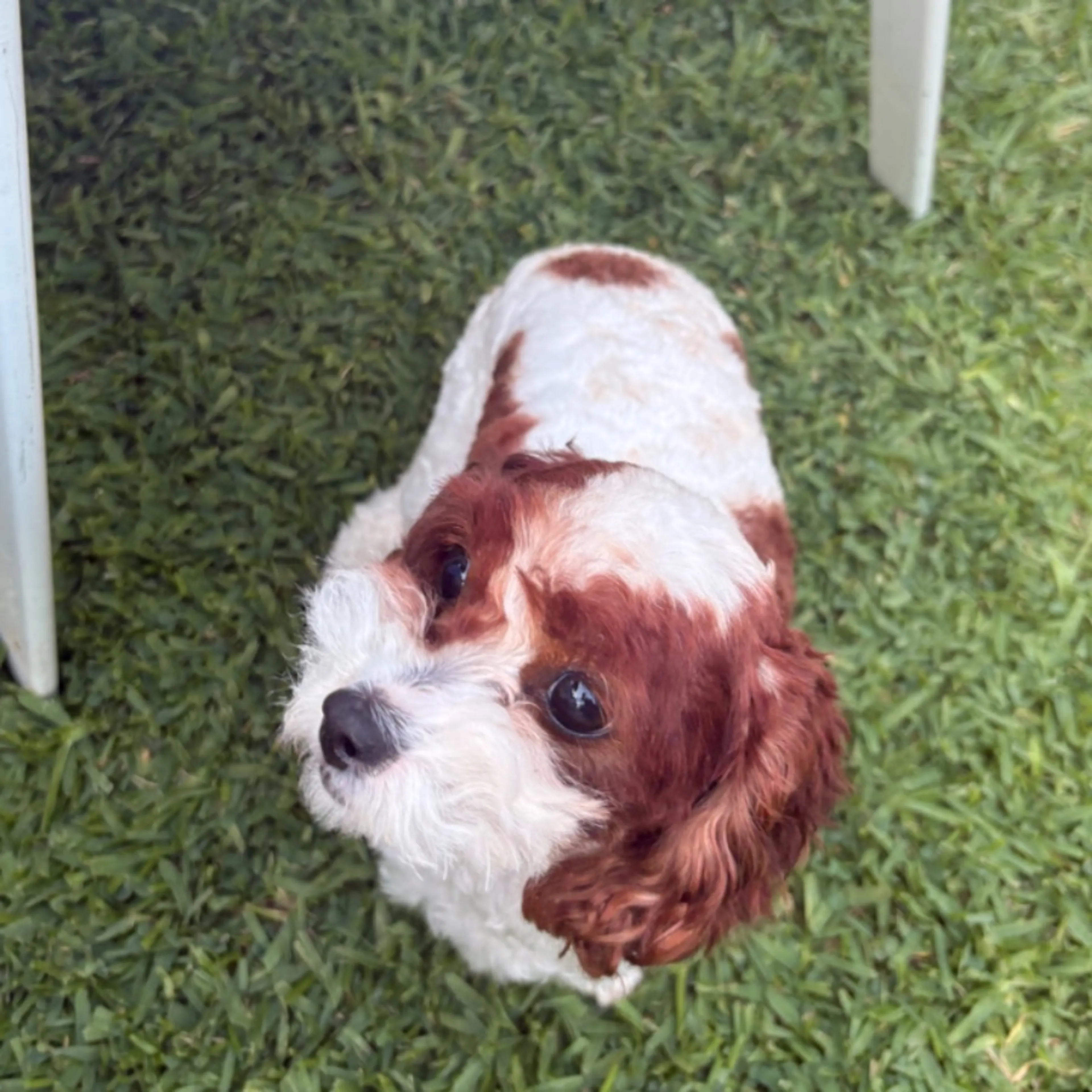 Lost pet-0