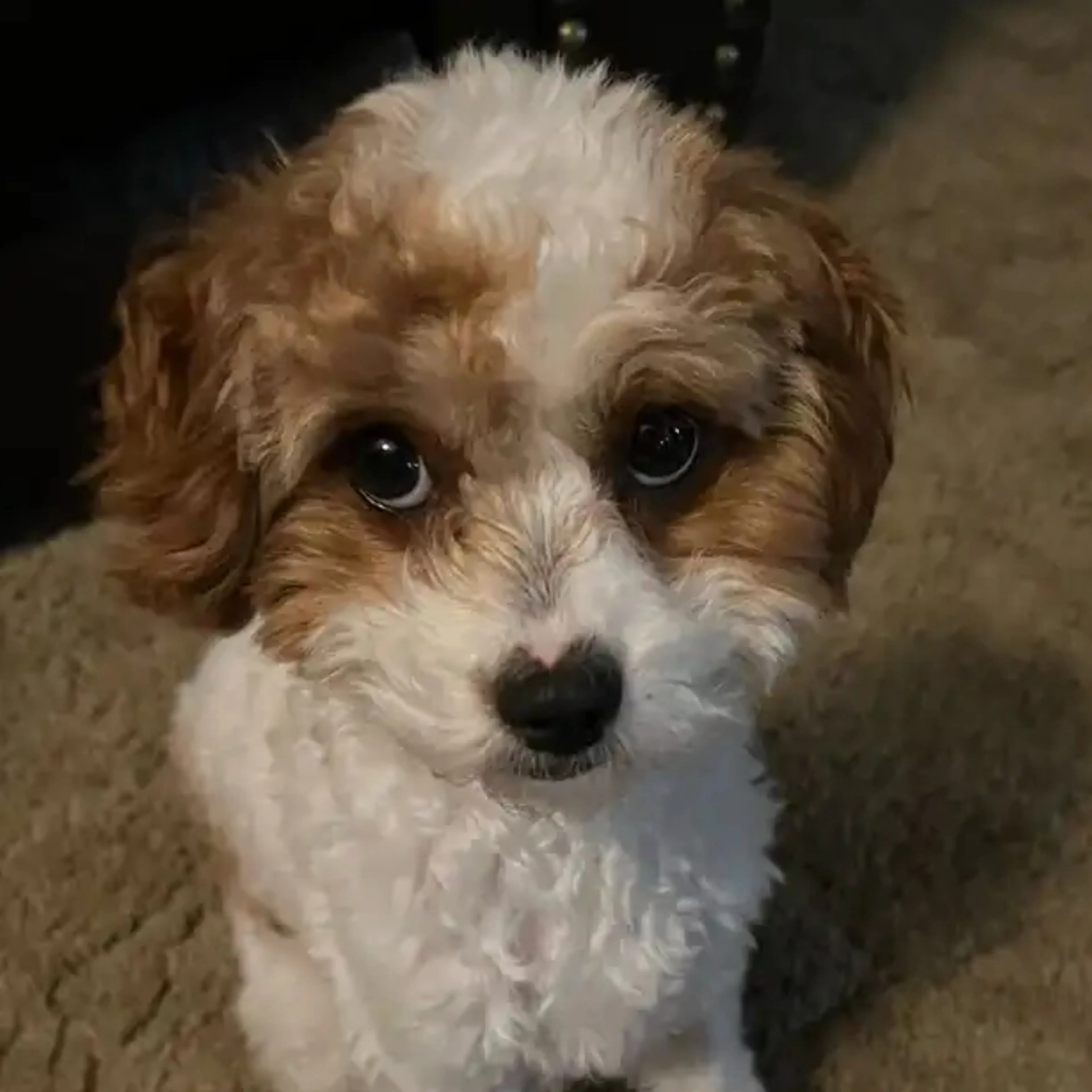 Lost pet-2