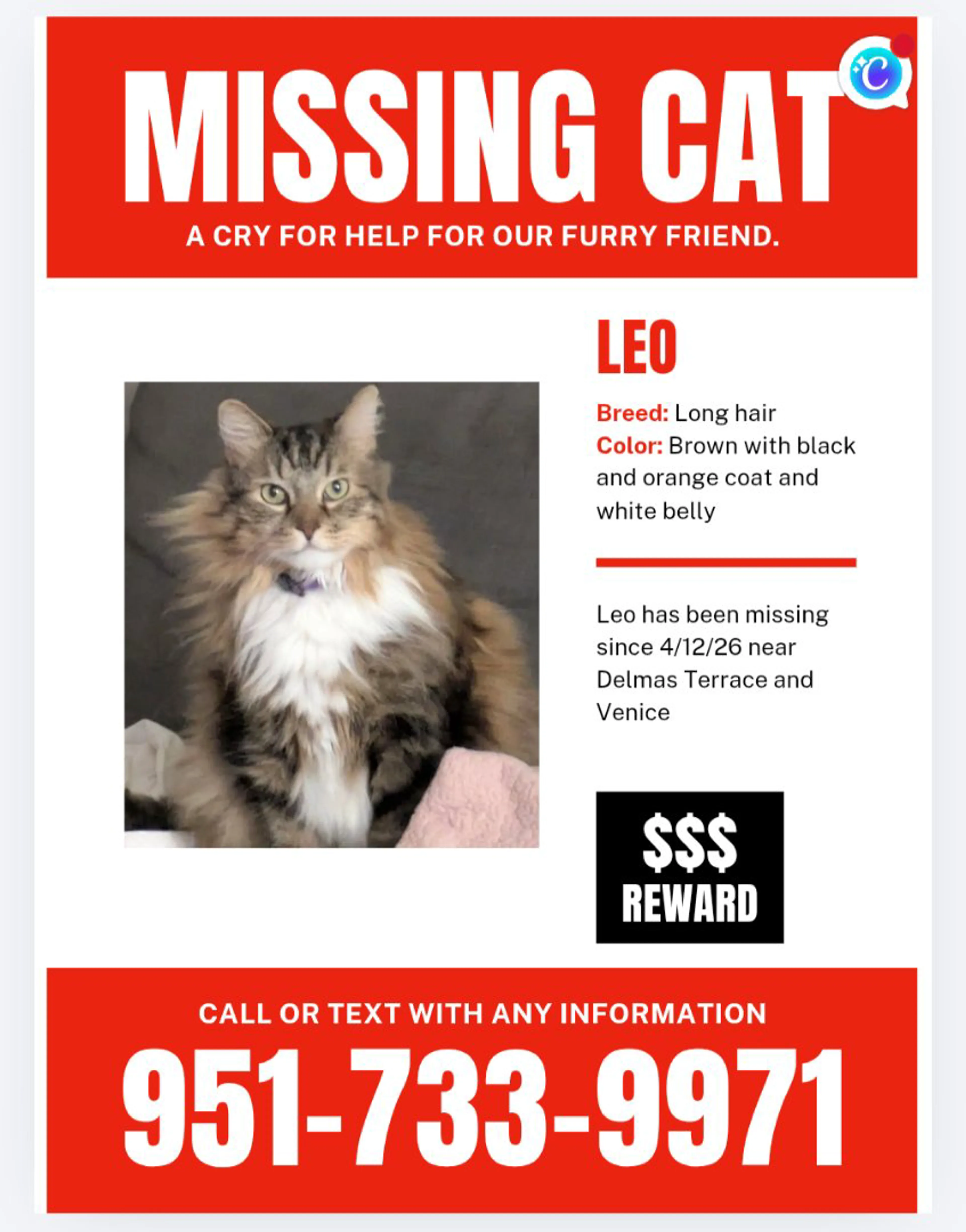 Lost pet
