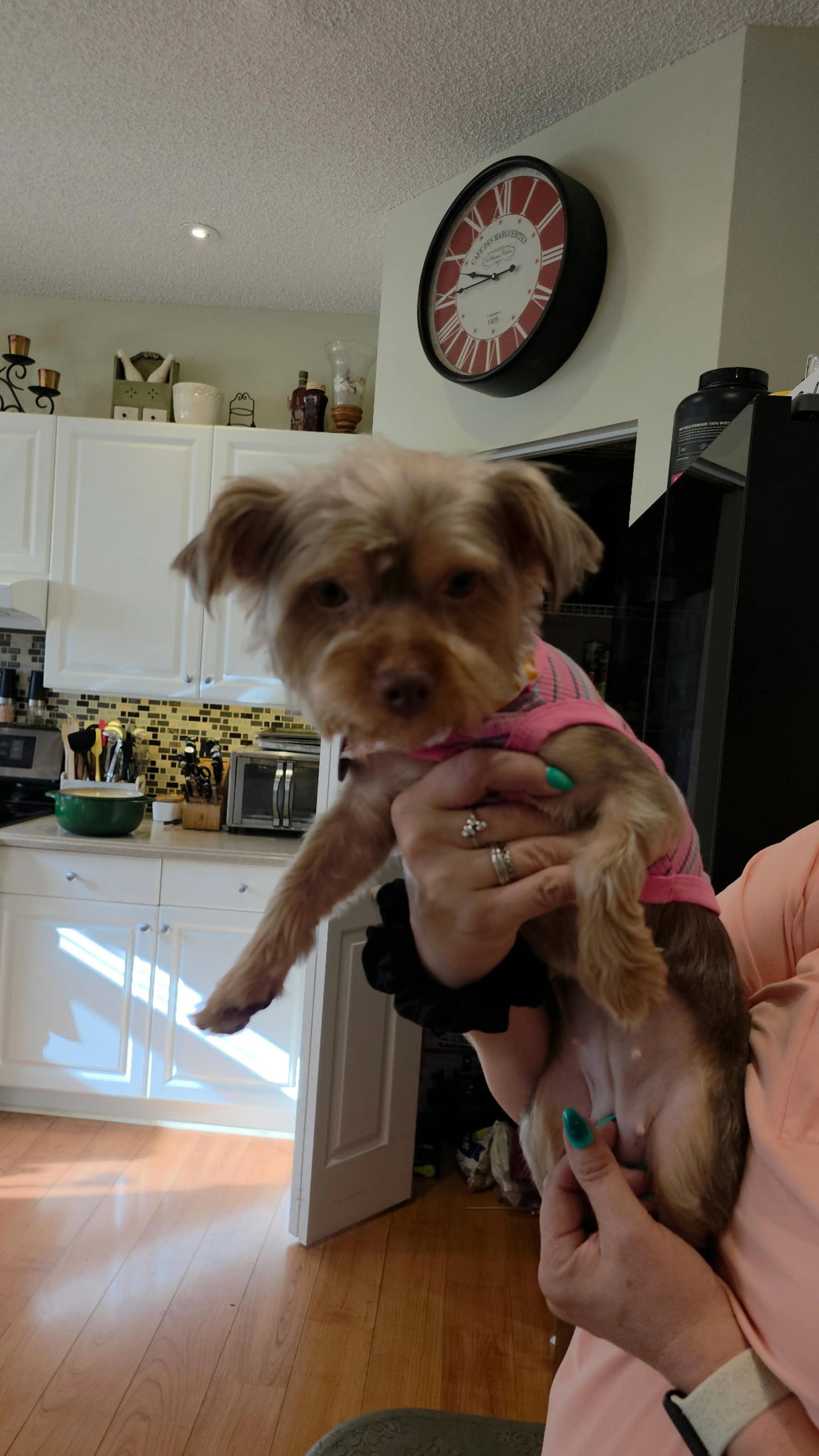 Found pet-1