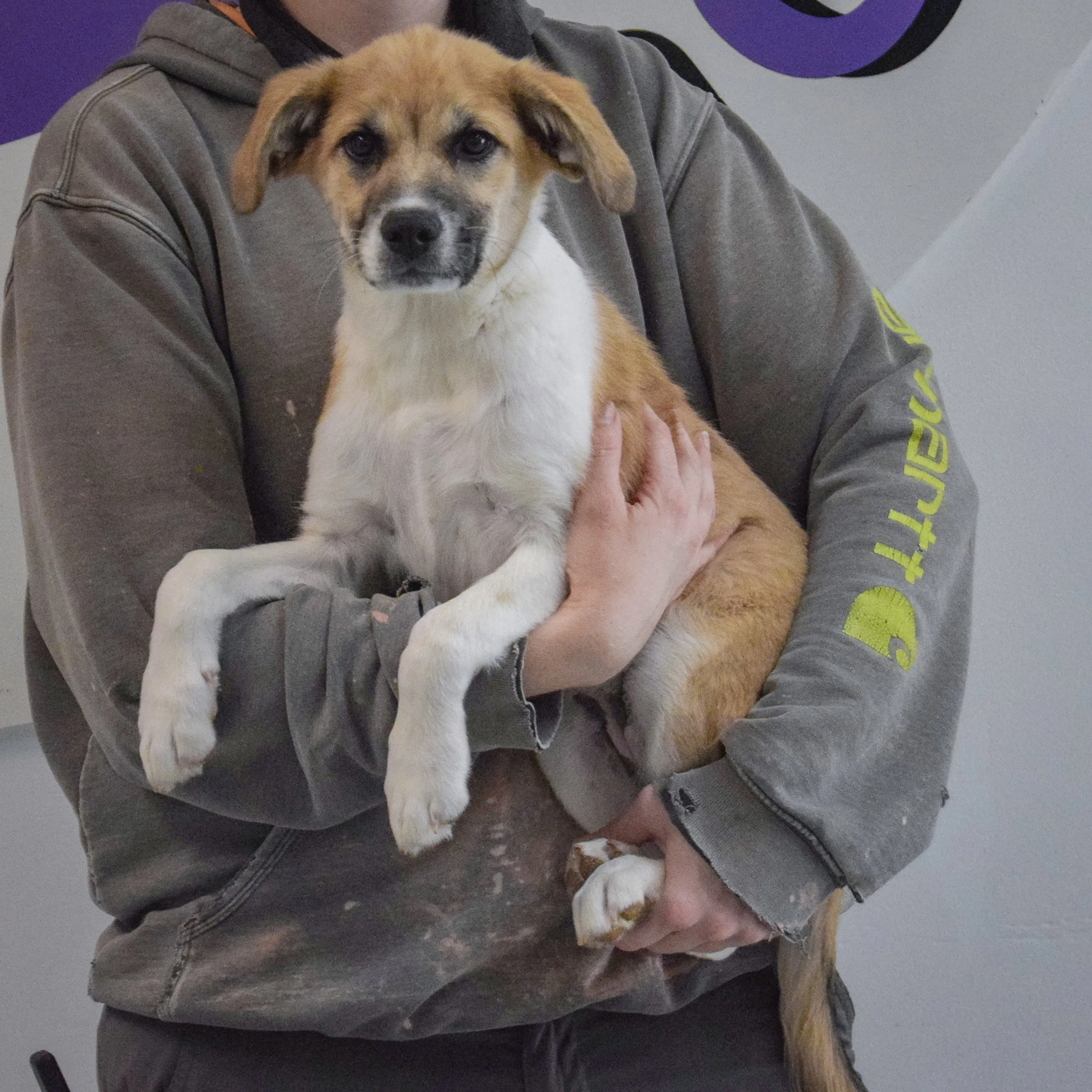 Found pet-2