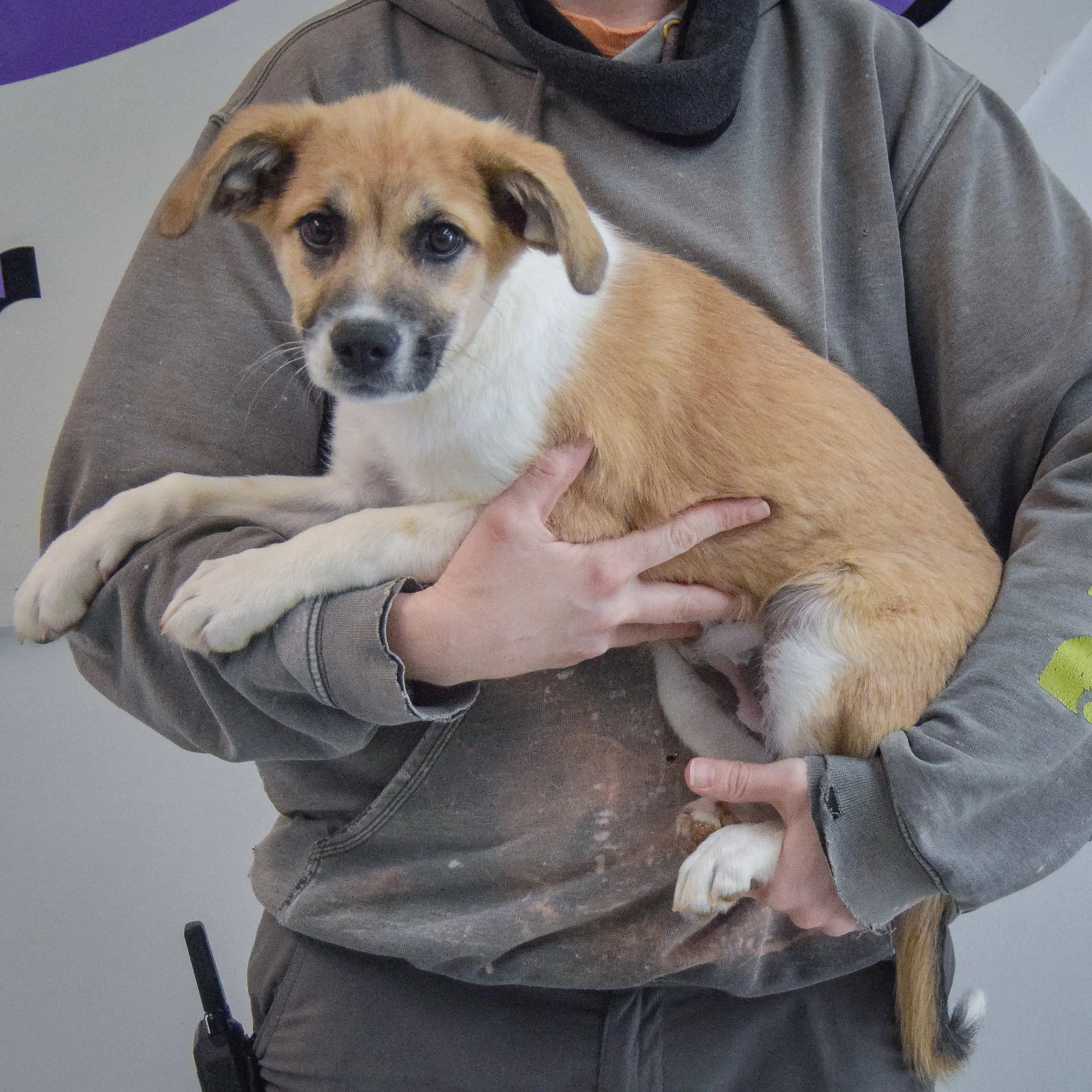 Found pet-1