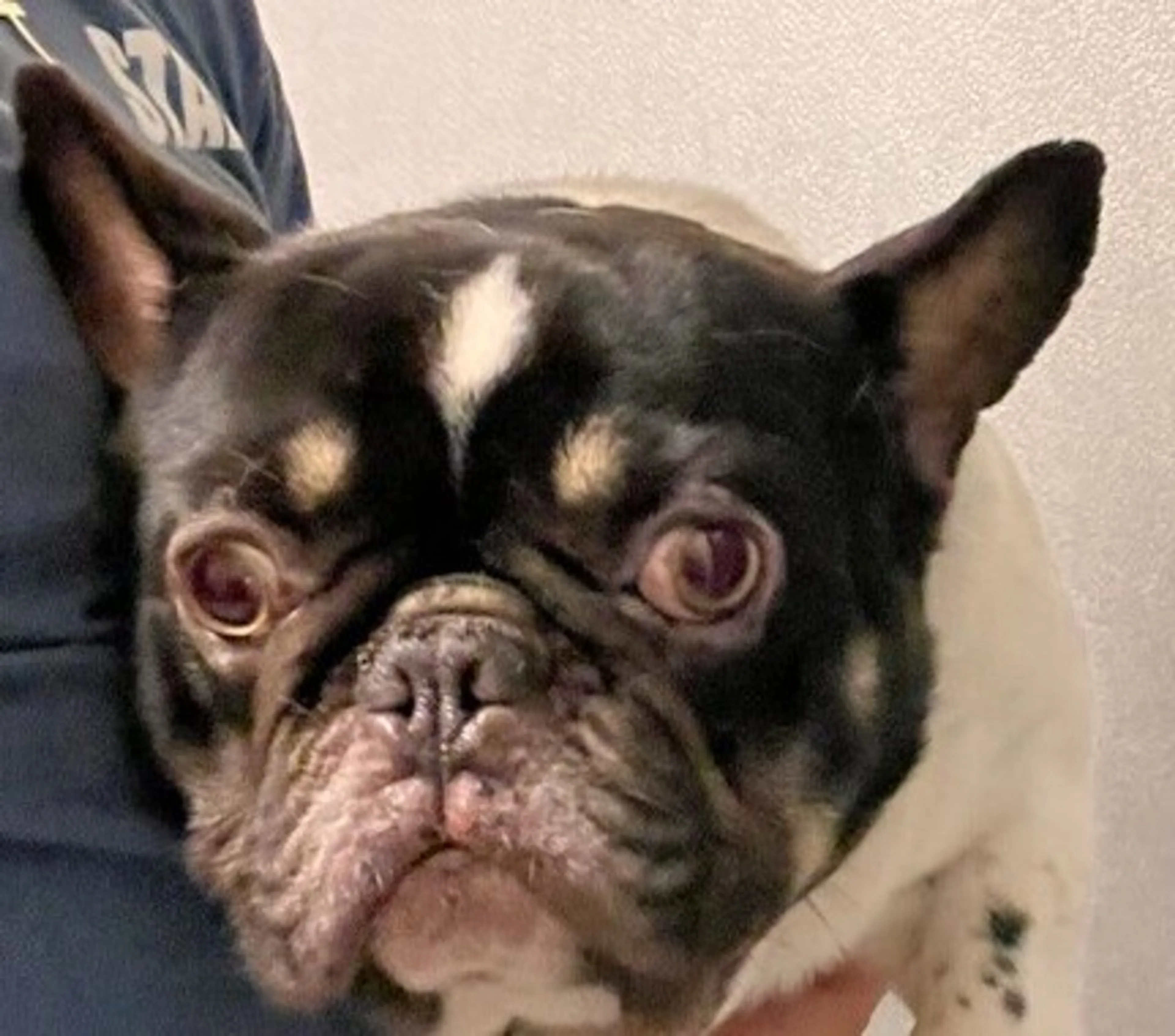 Found pet-2