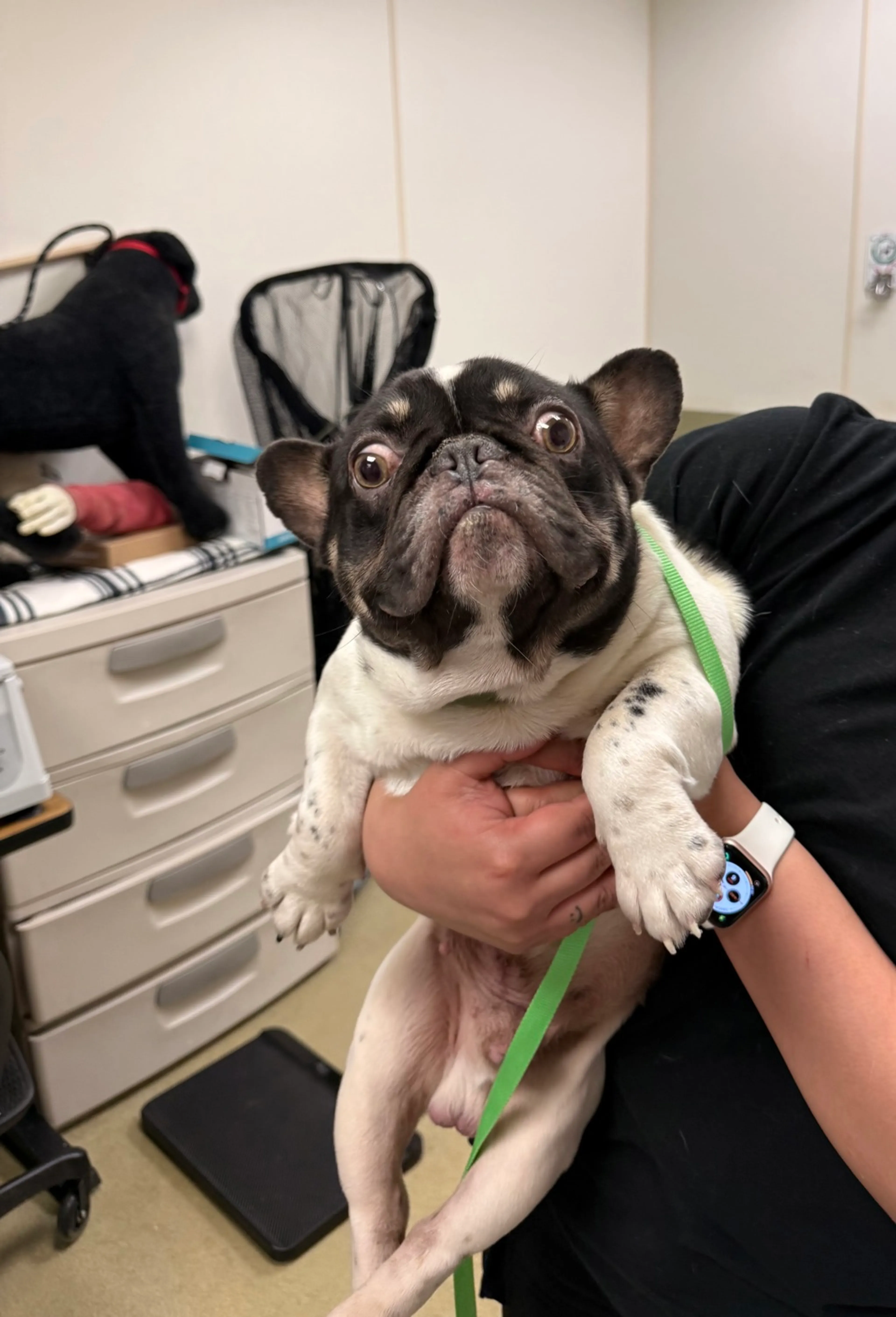 Found pet-1