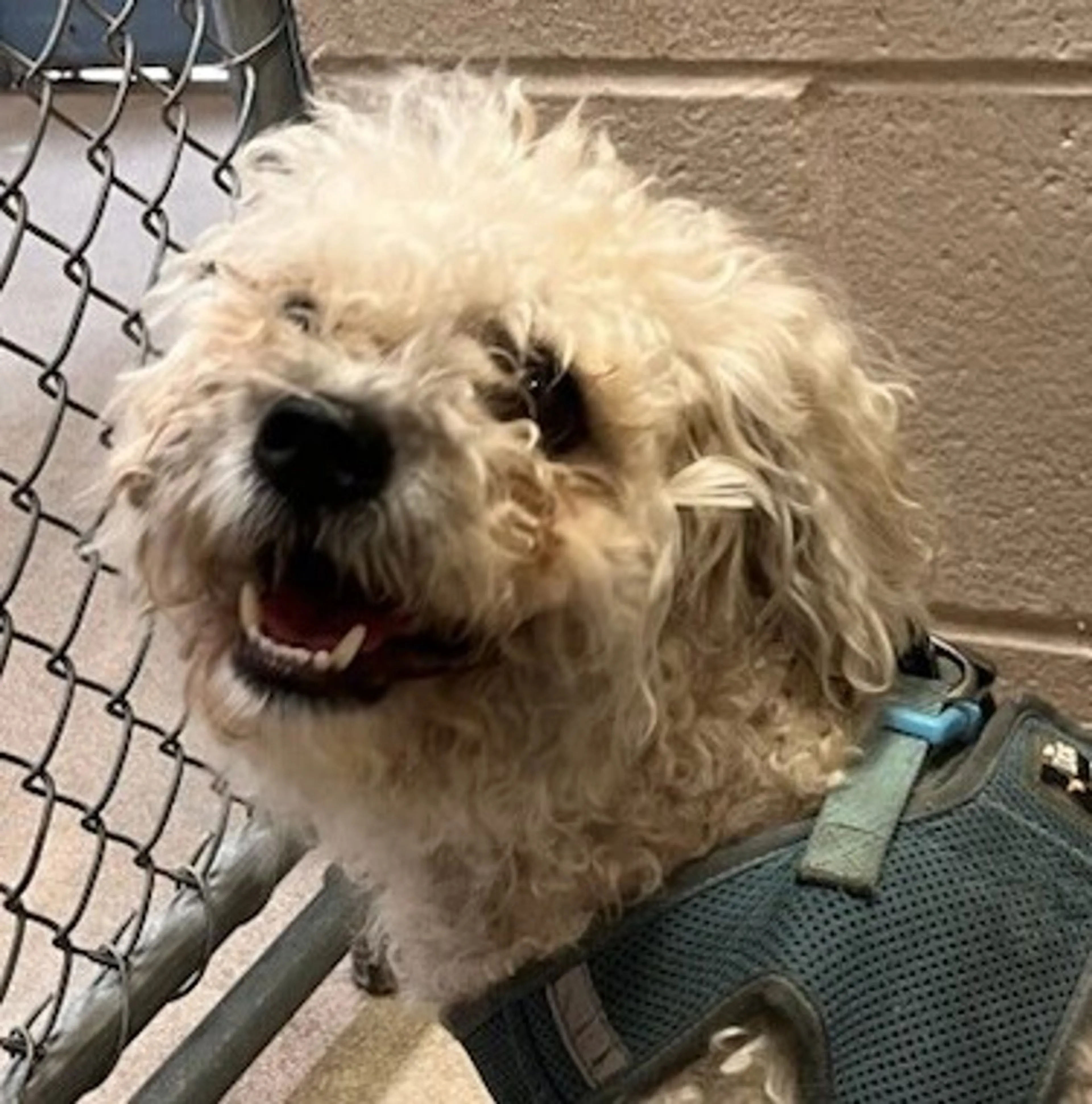 Found pet-1