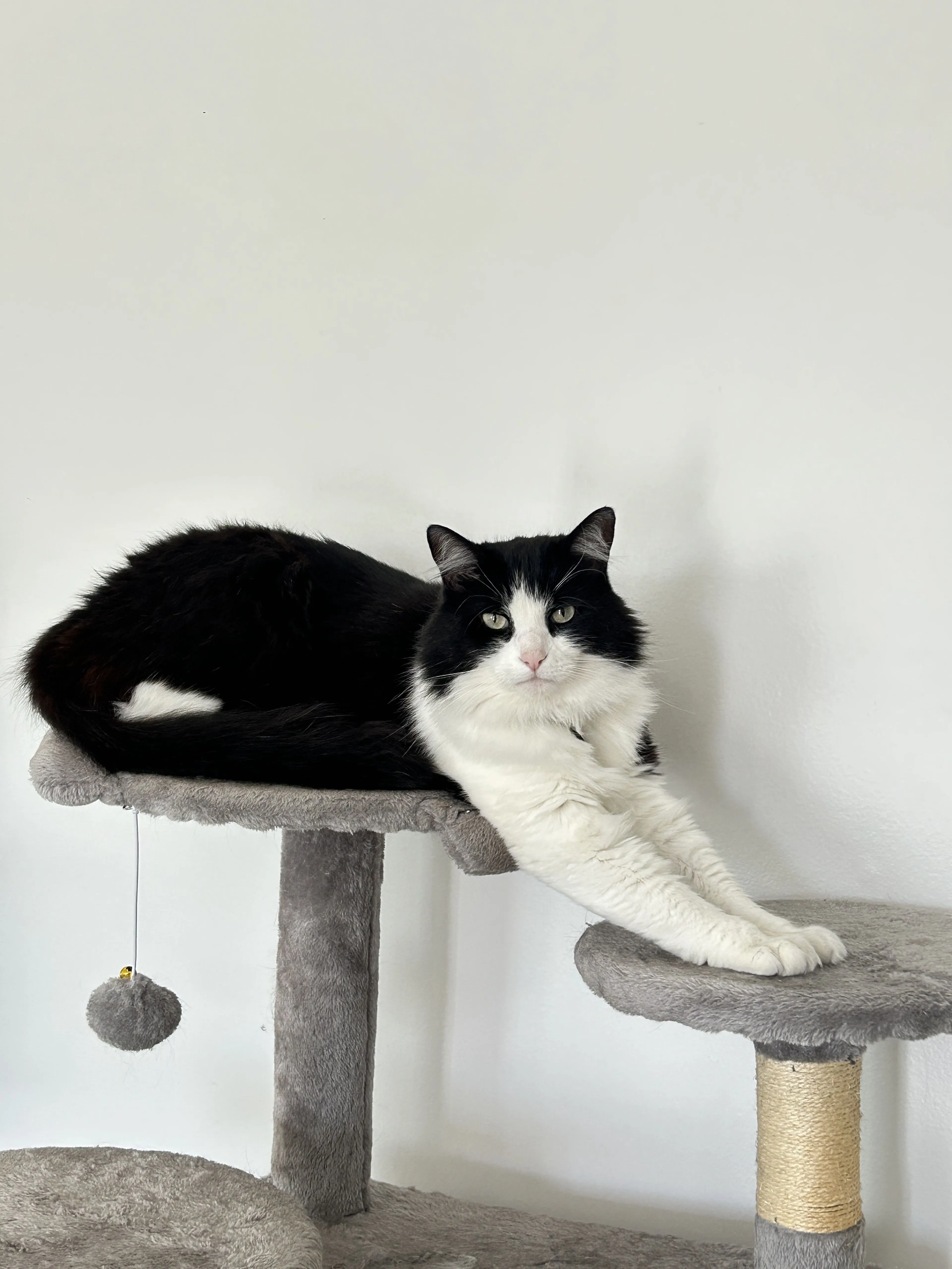 Lost pet-1