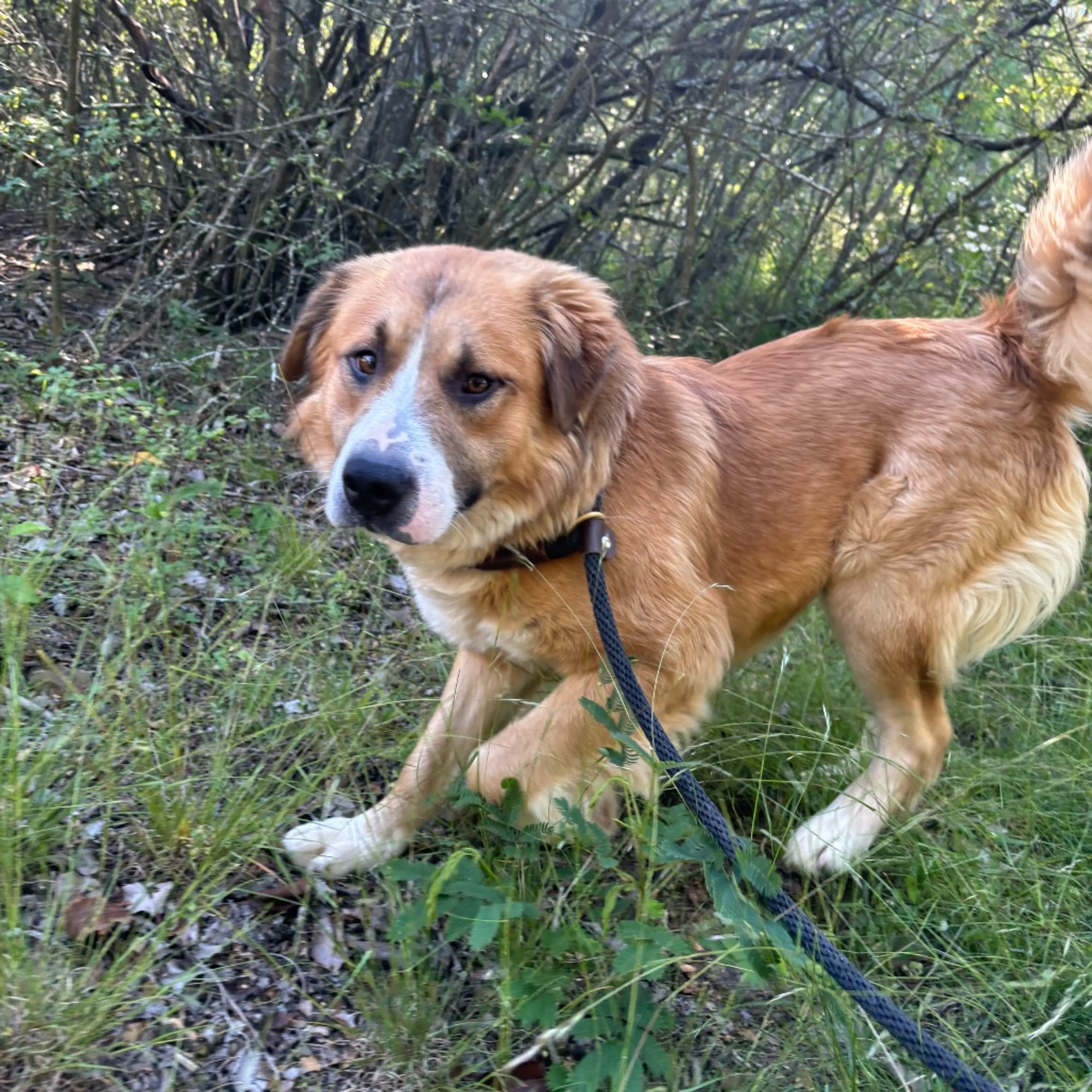 Found pet-1