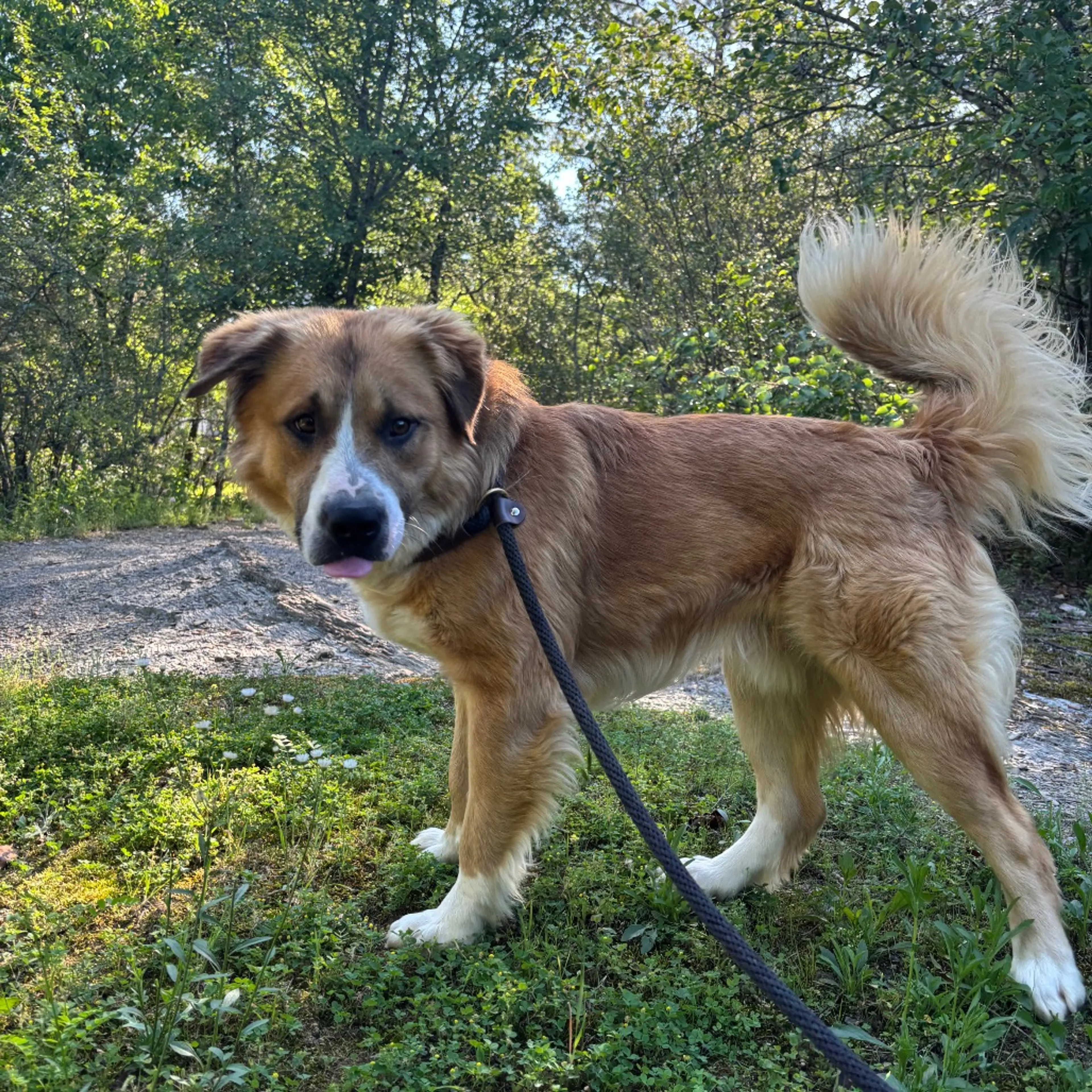 Found pet-2