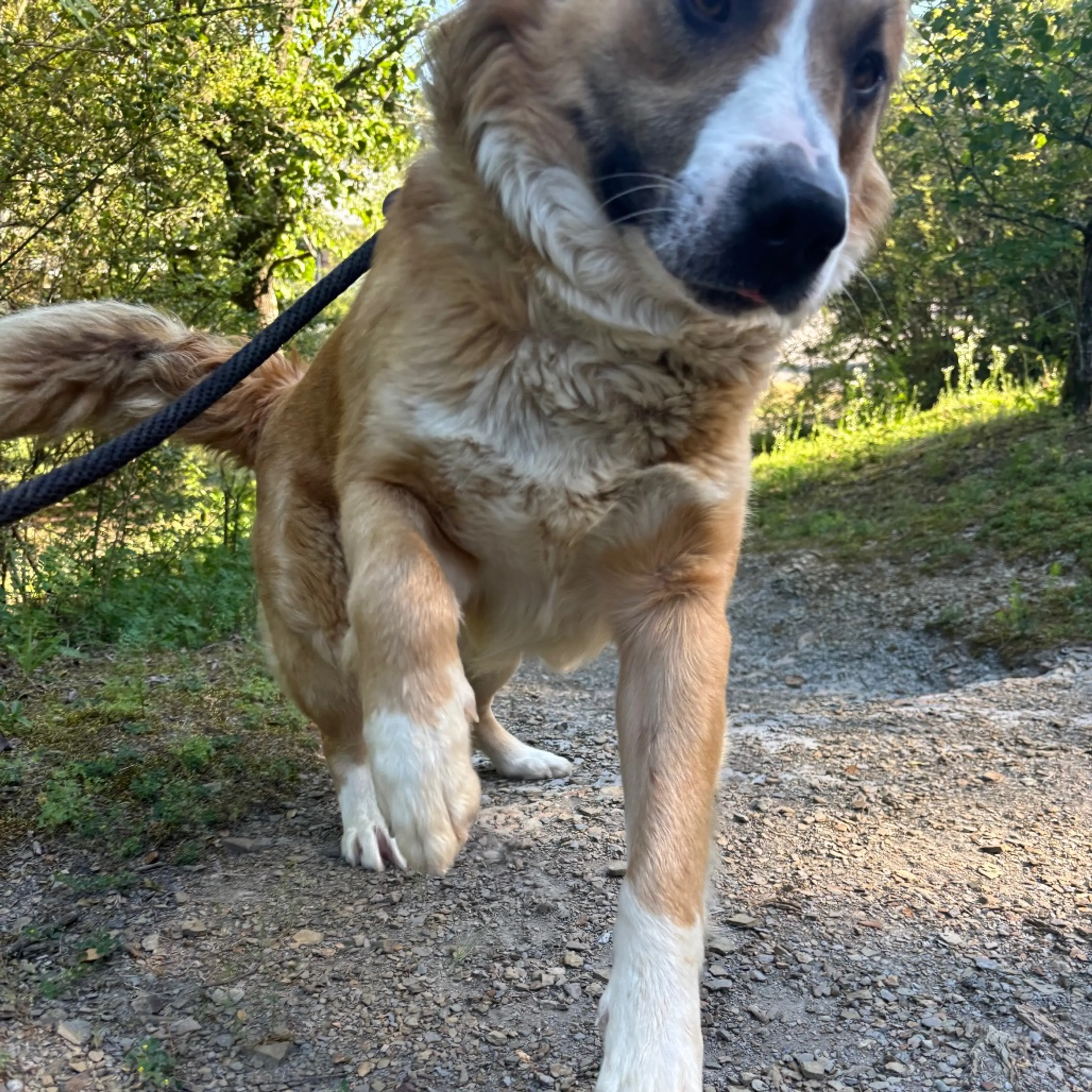 Found pet-5