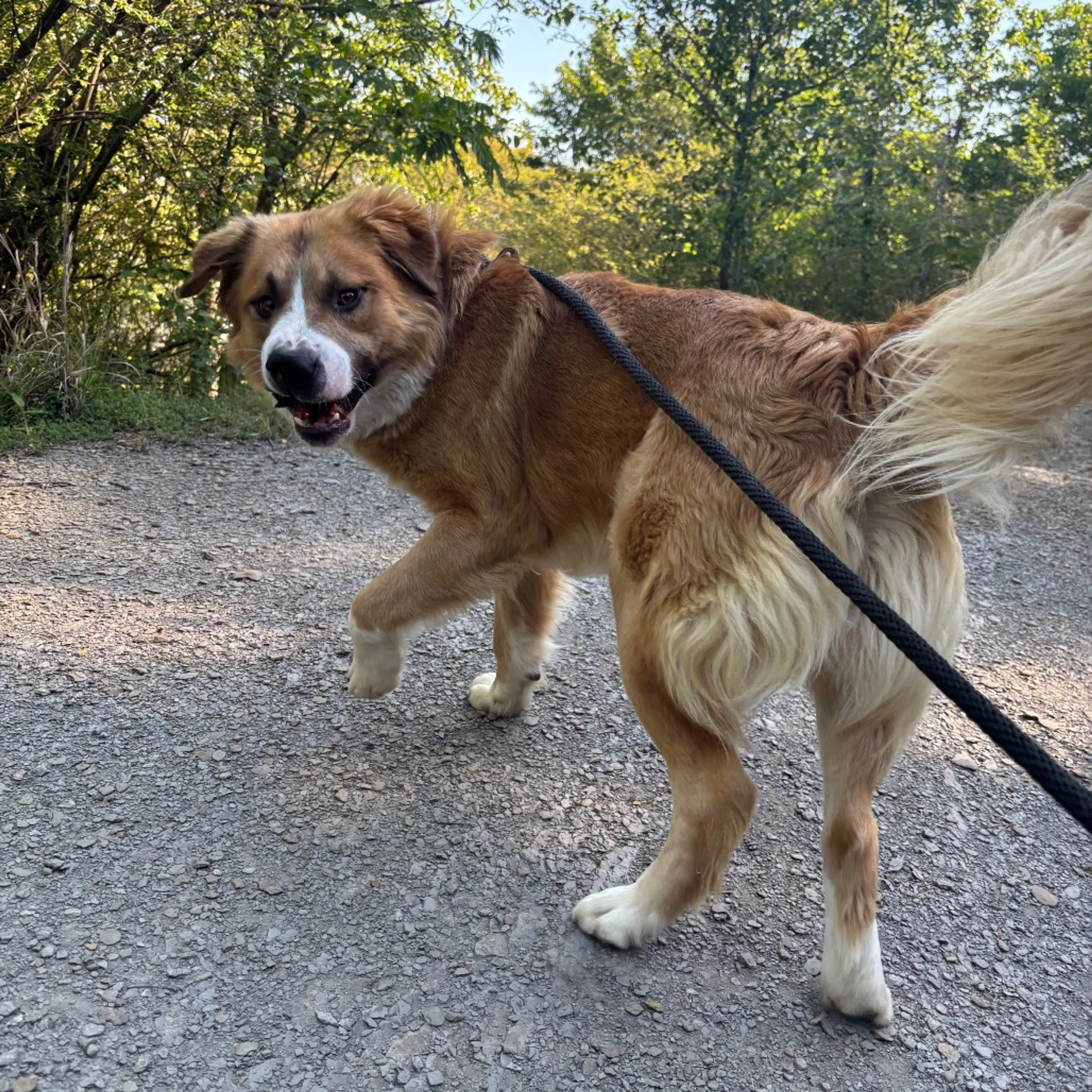 Found pet-3