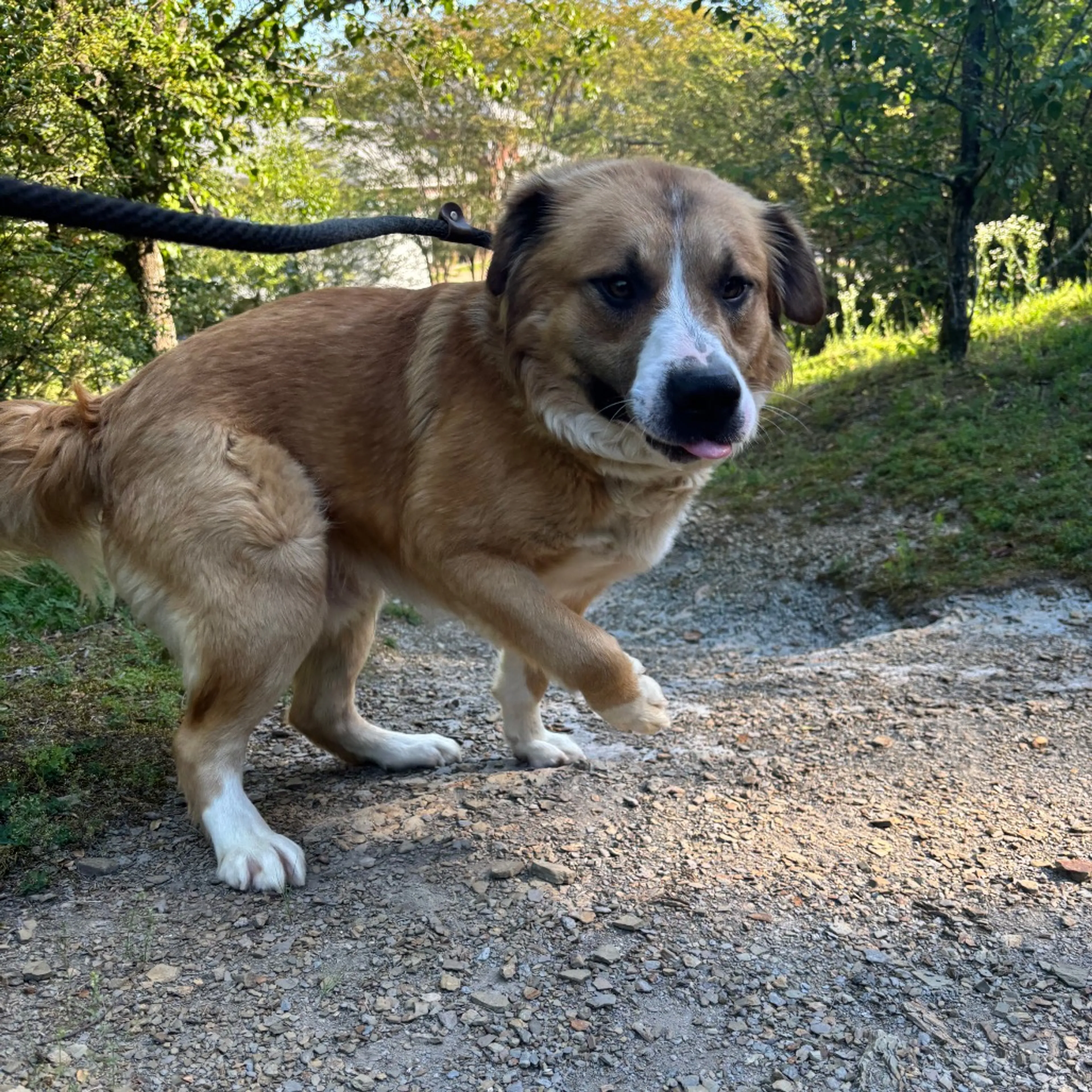 Found pet-4