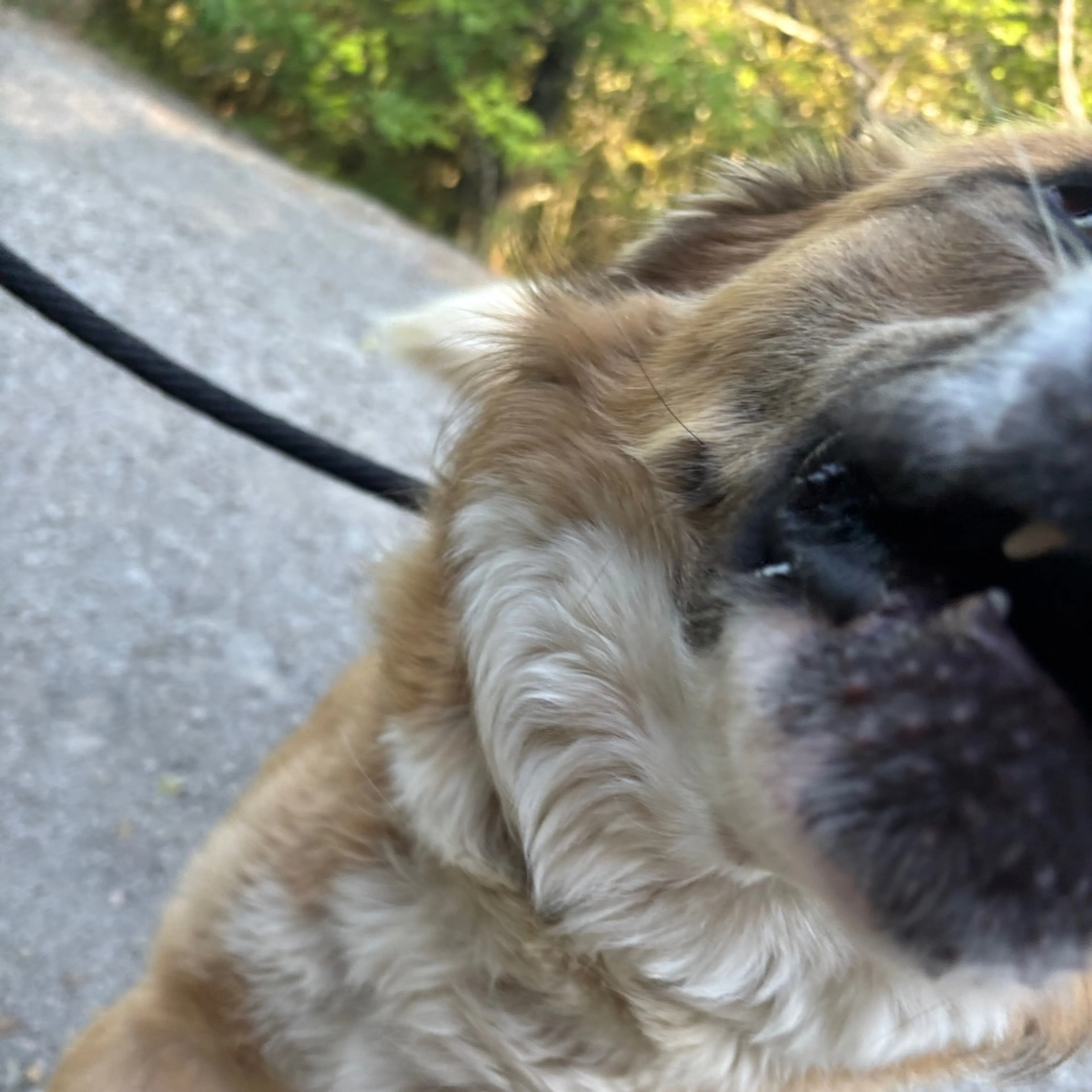 Found pet-6