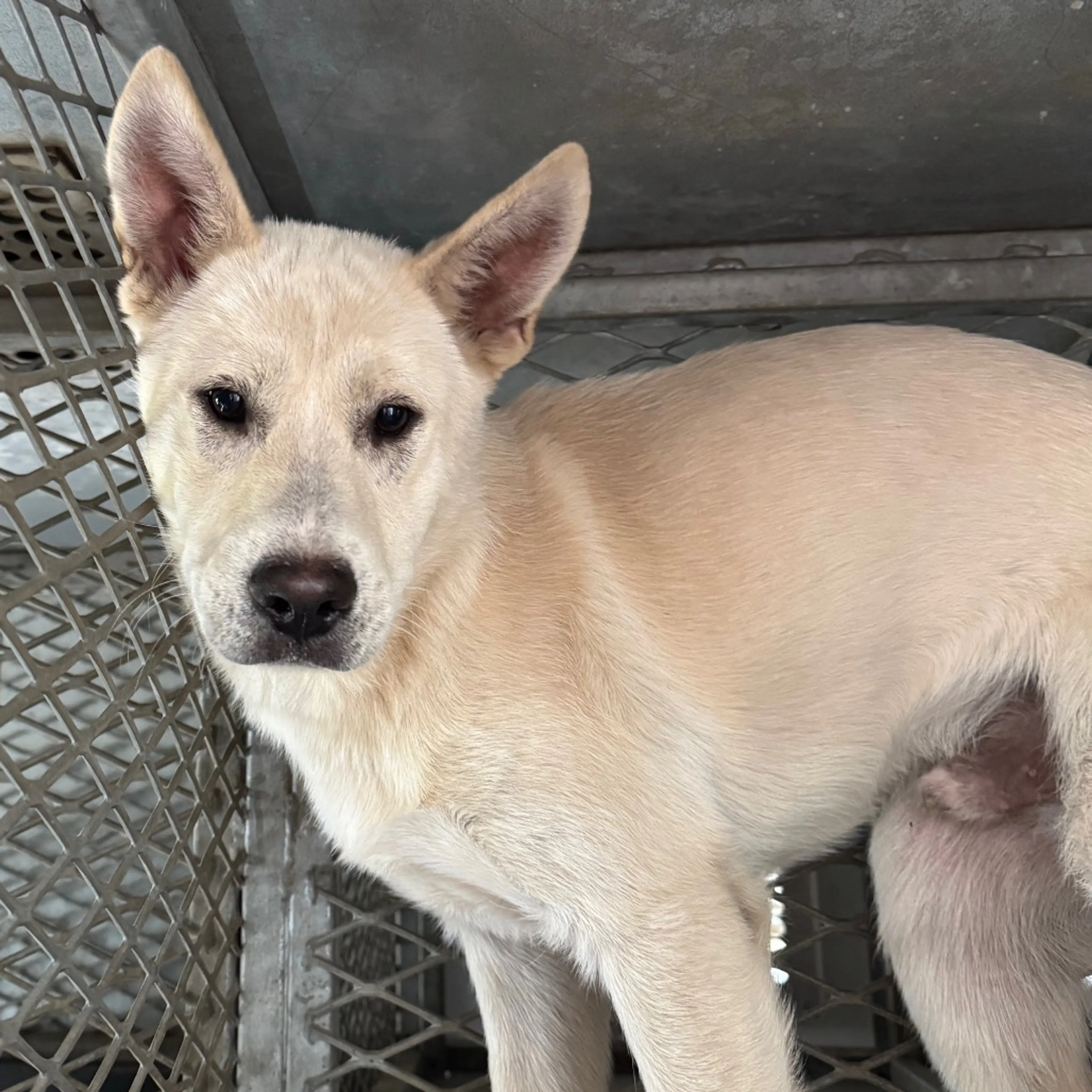 Found pet