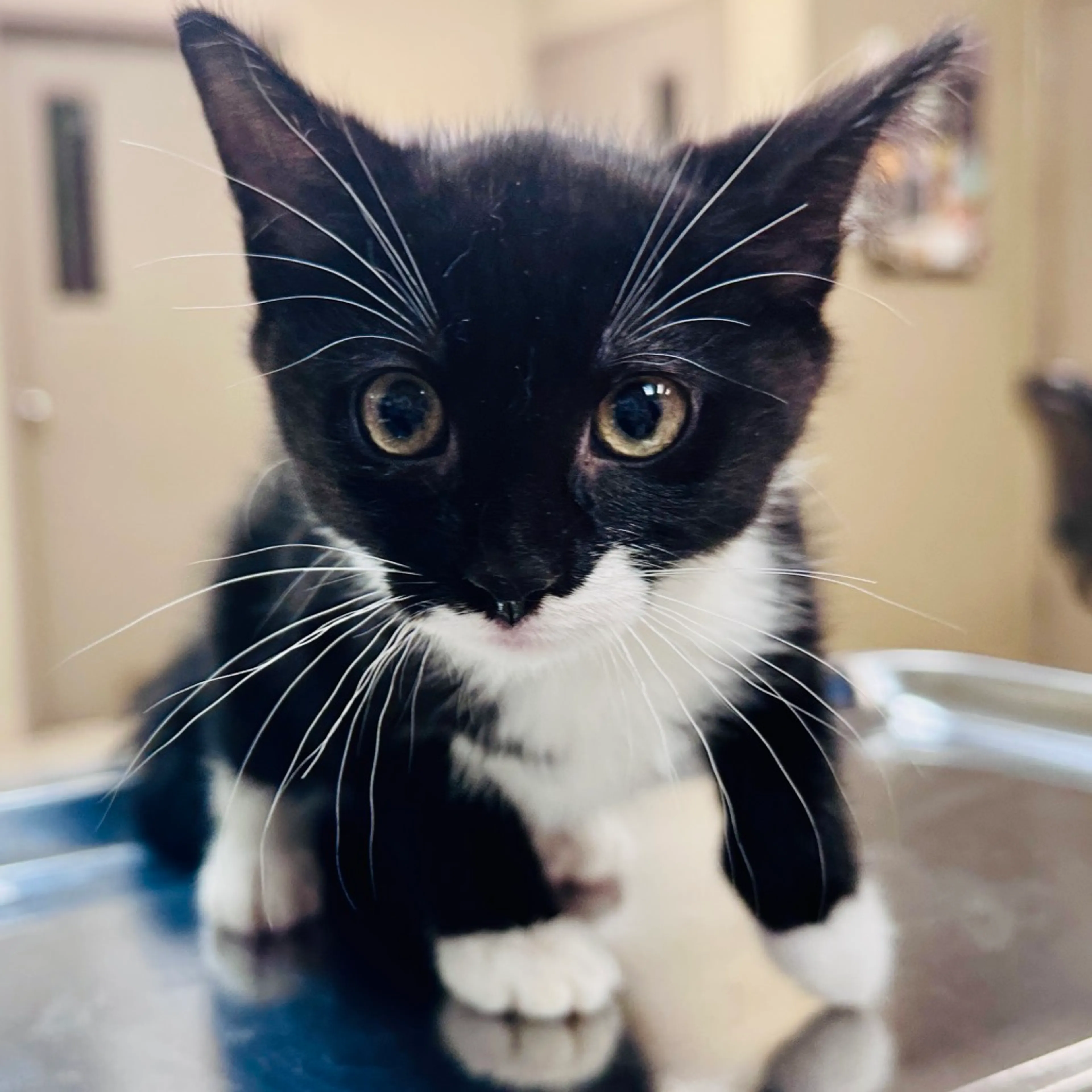 Found pet