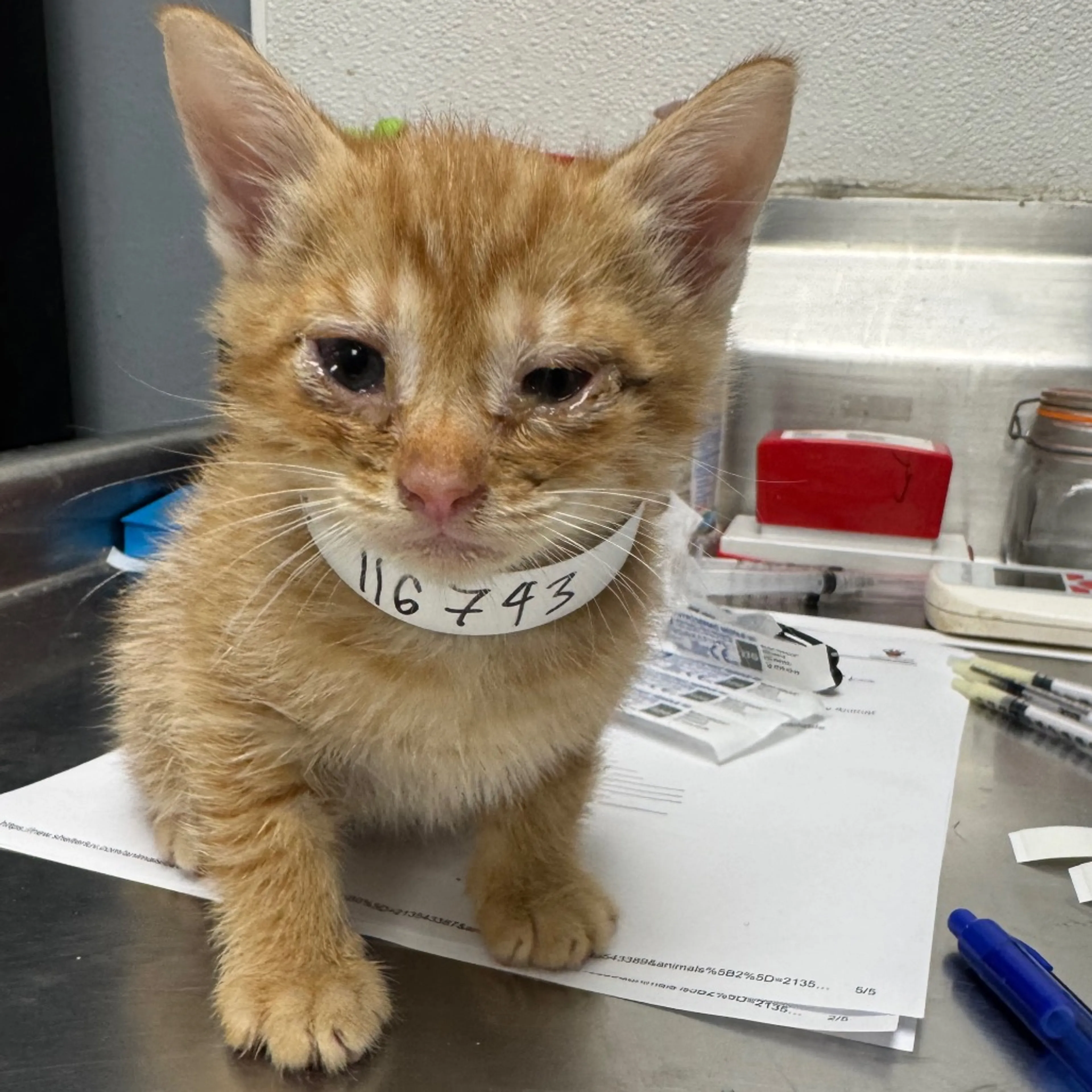 Found pet