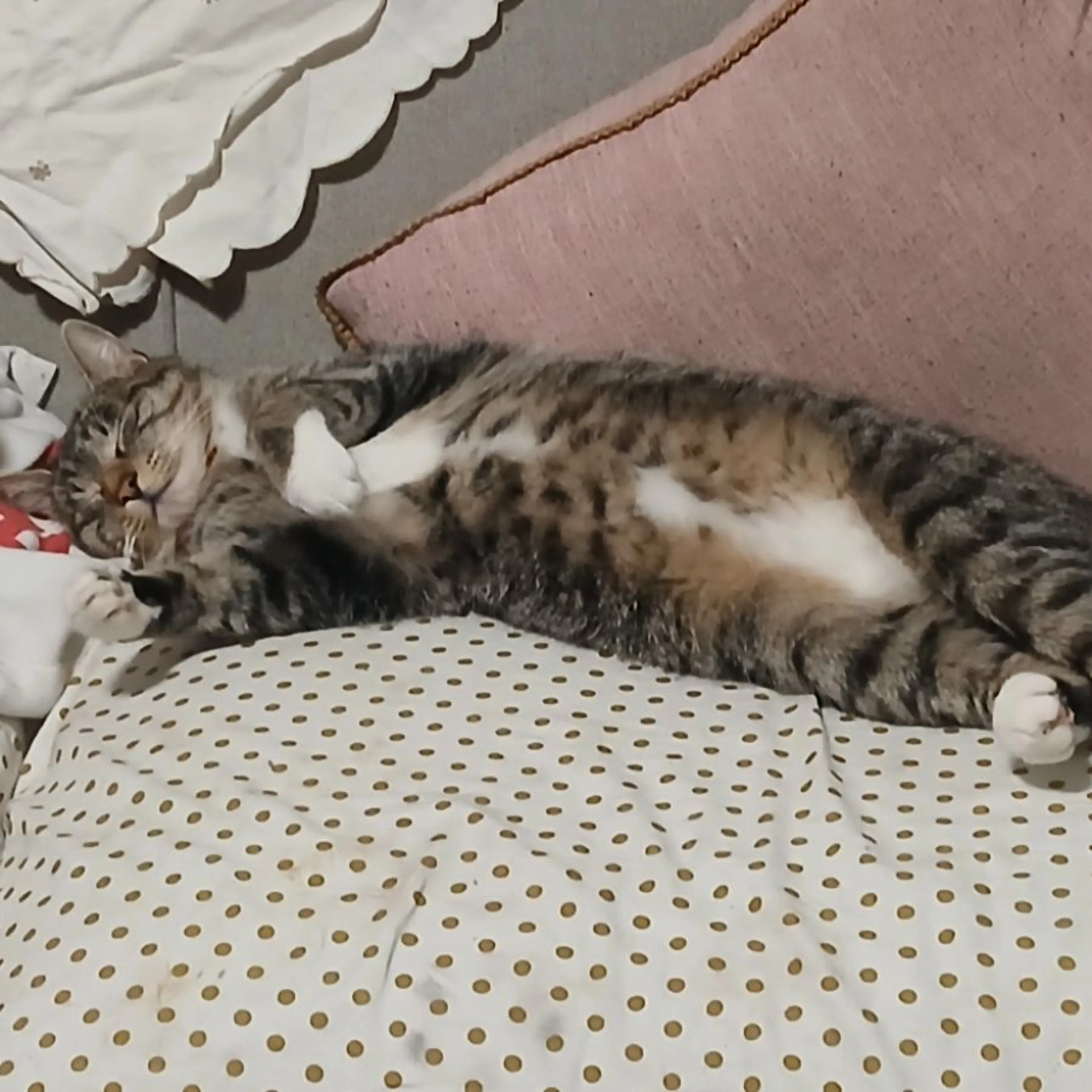 Lost pet-0