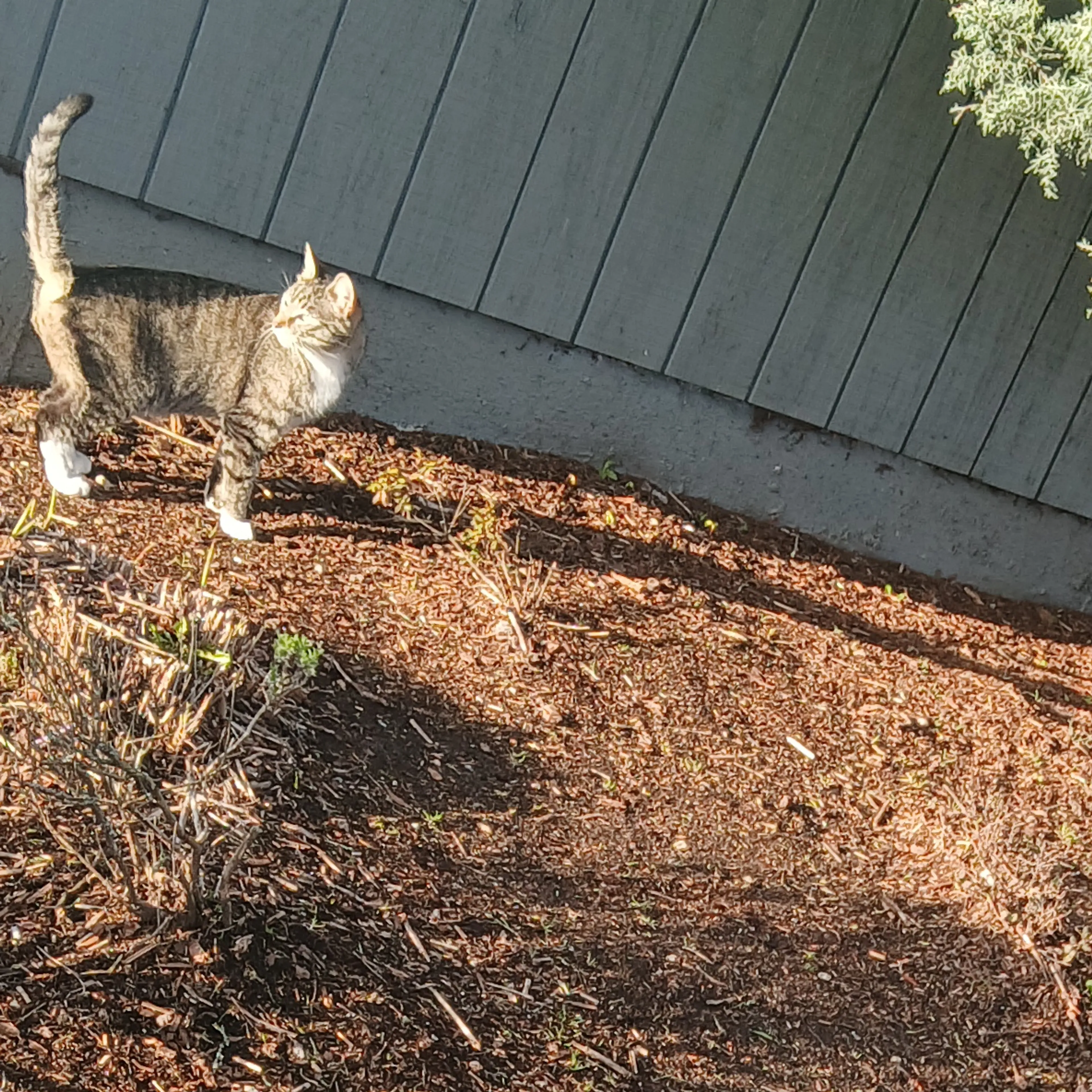 Lost pet-1