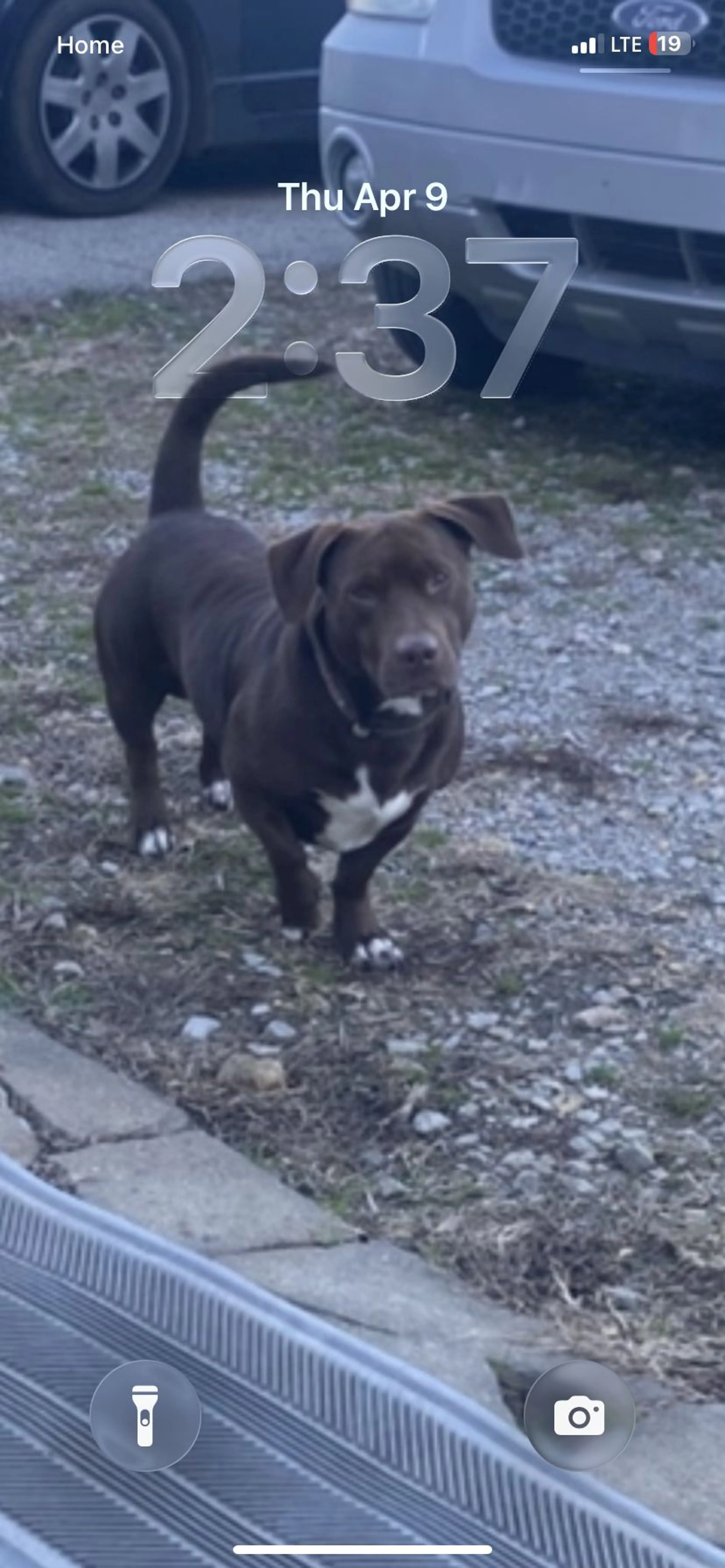 Lost pet