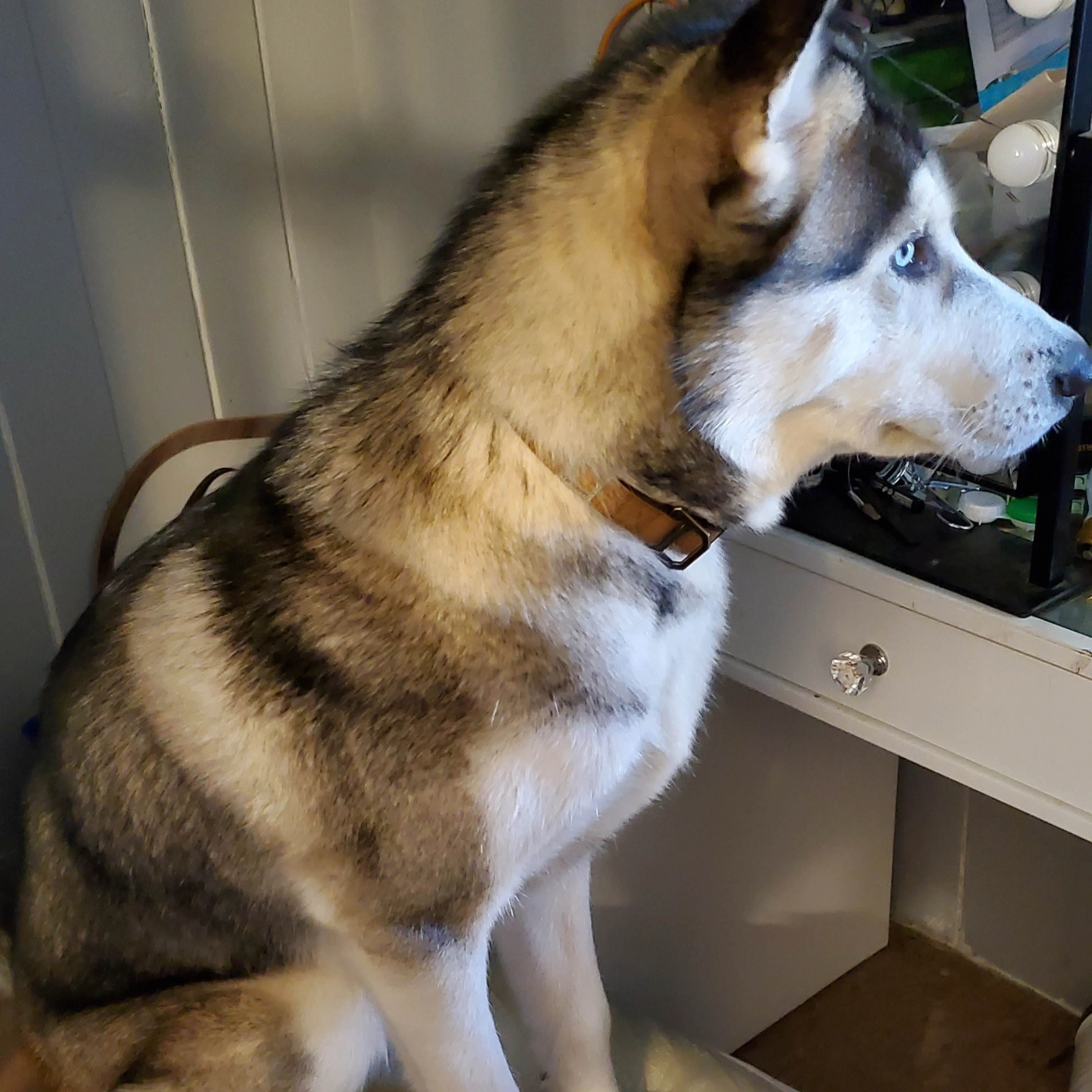 Lost pet-1