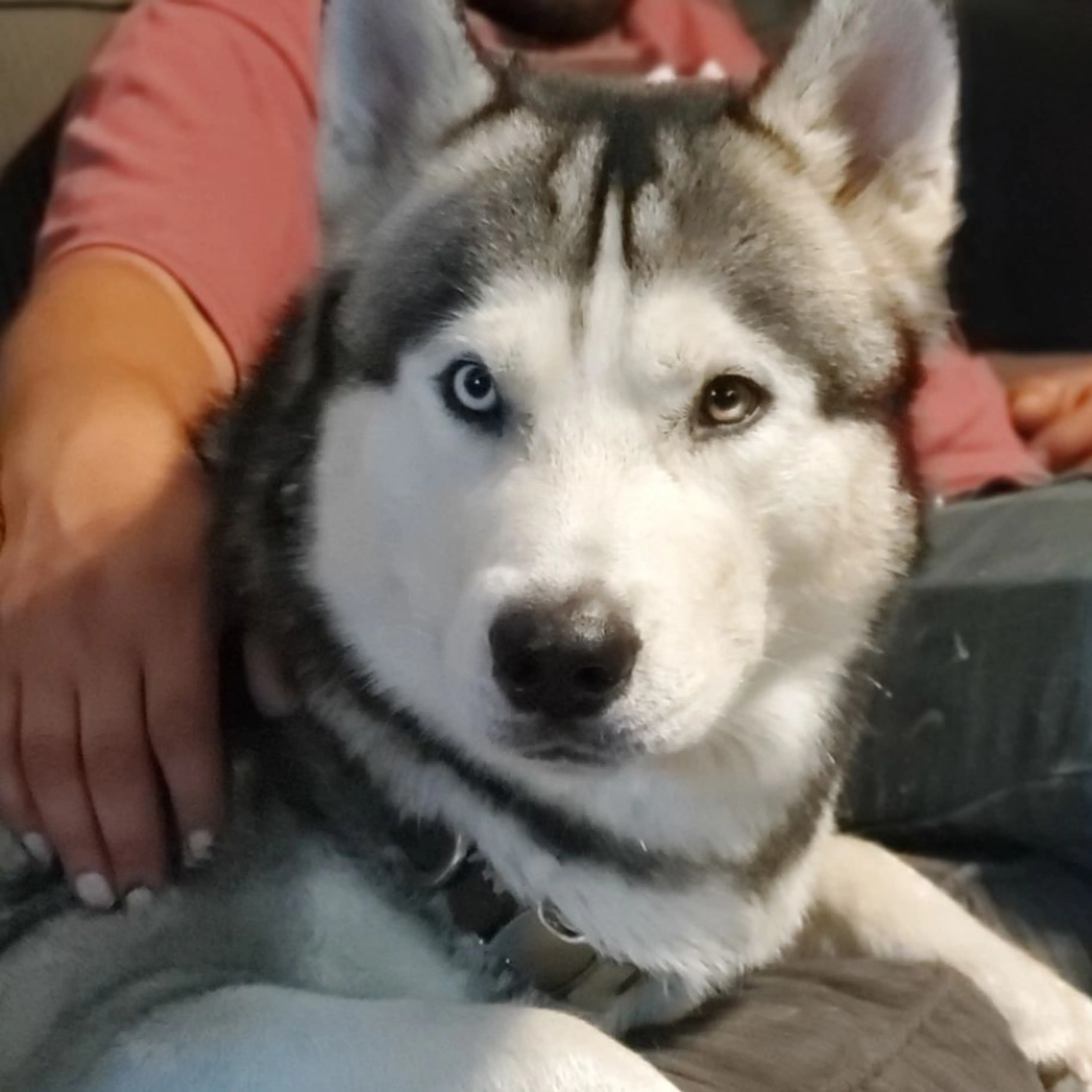 Lost pet-0
