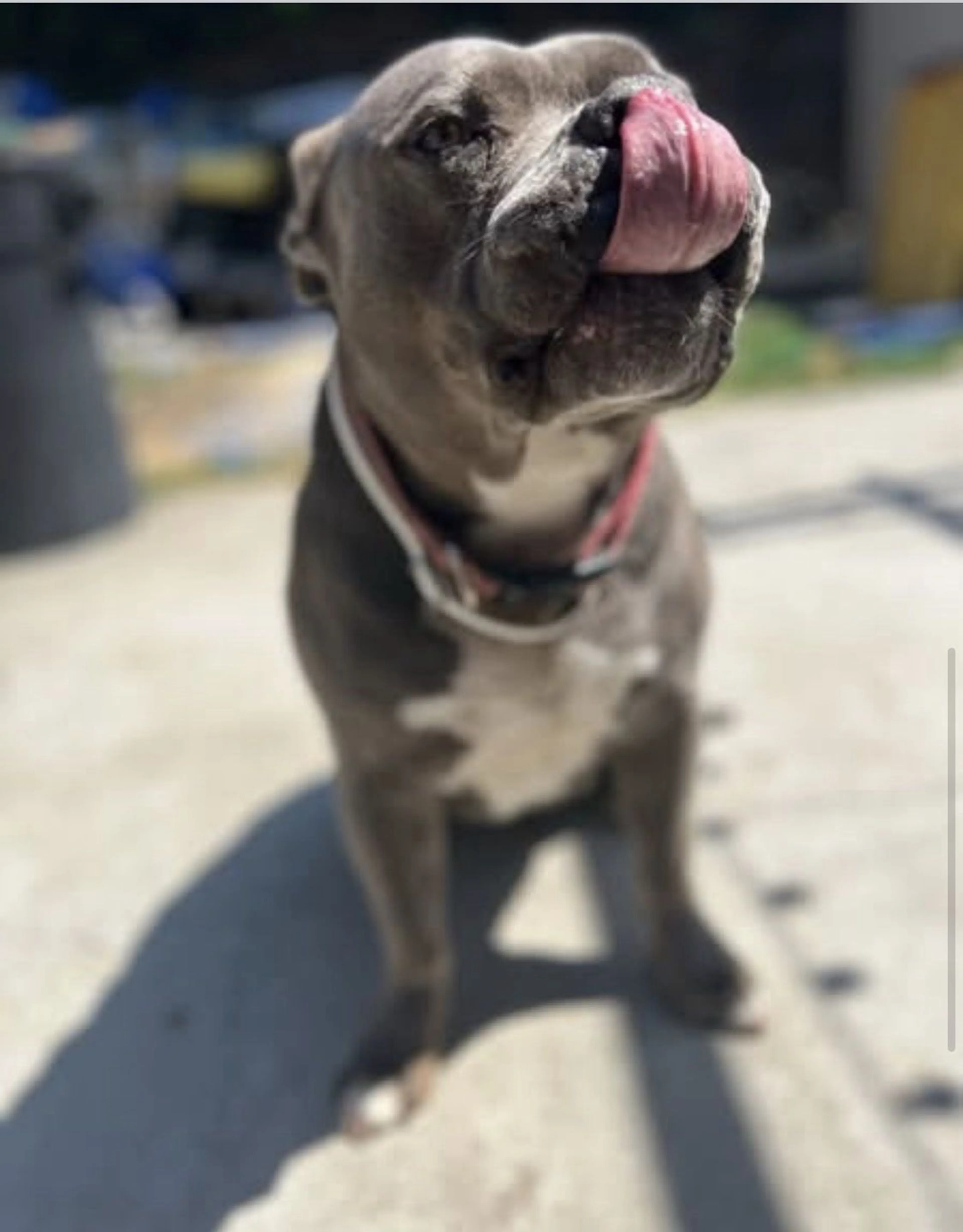 Lost pet-1