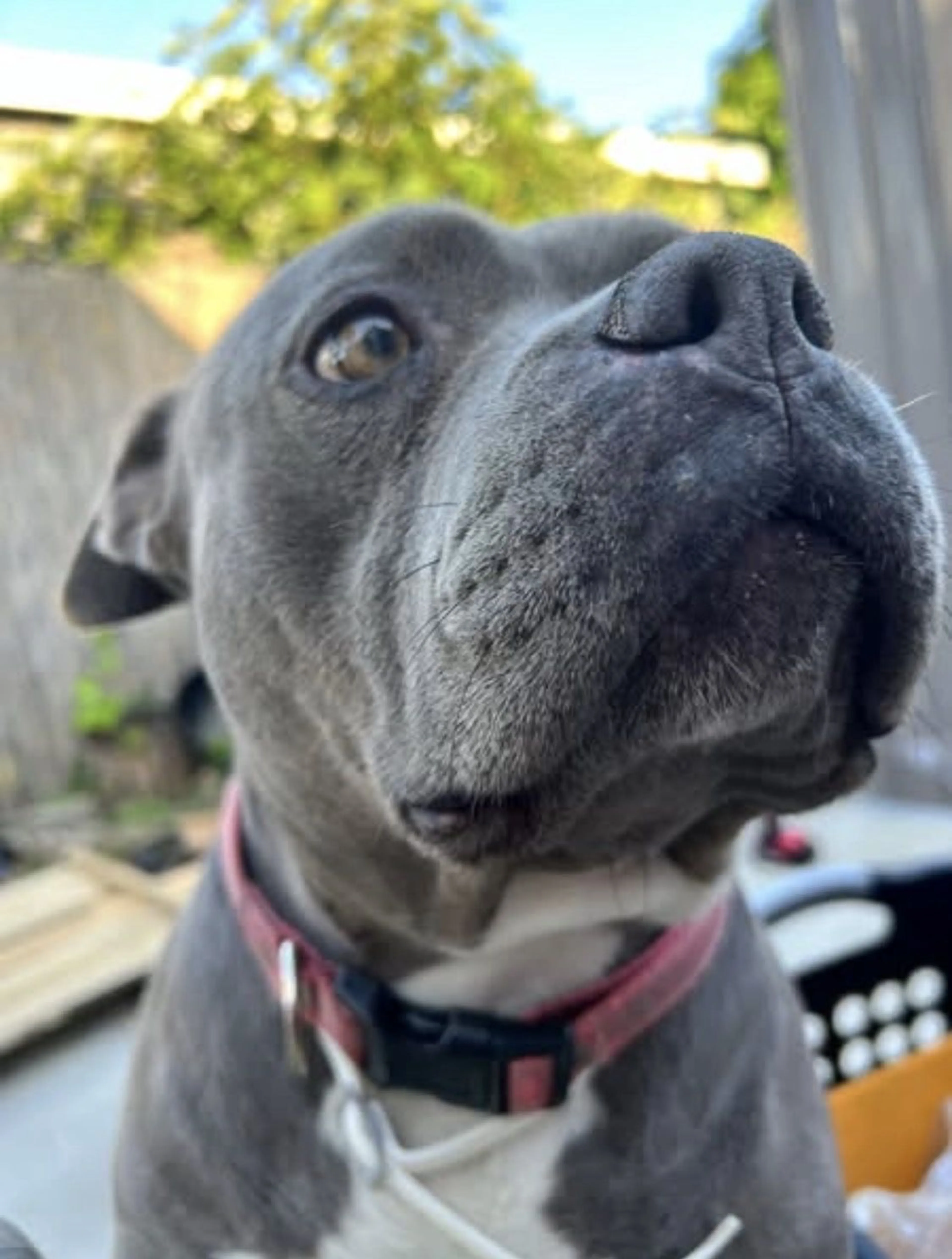 Lost pet-3
