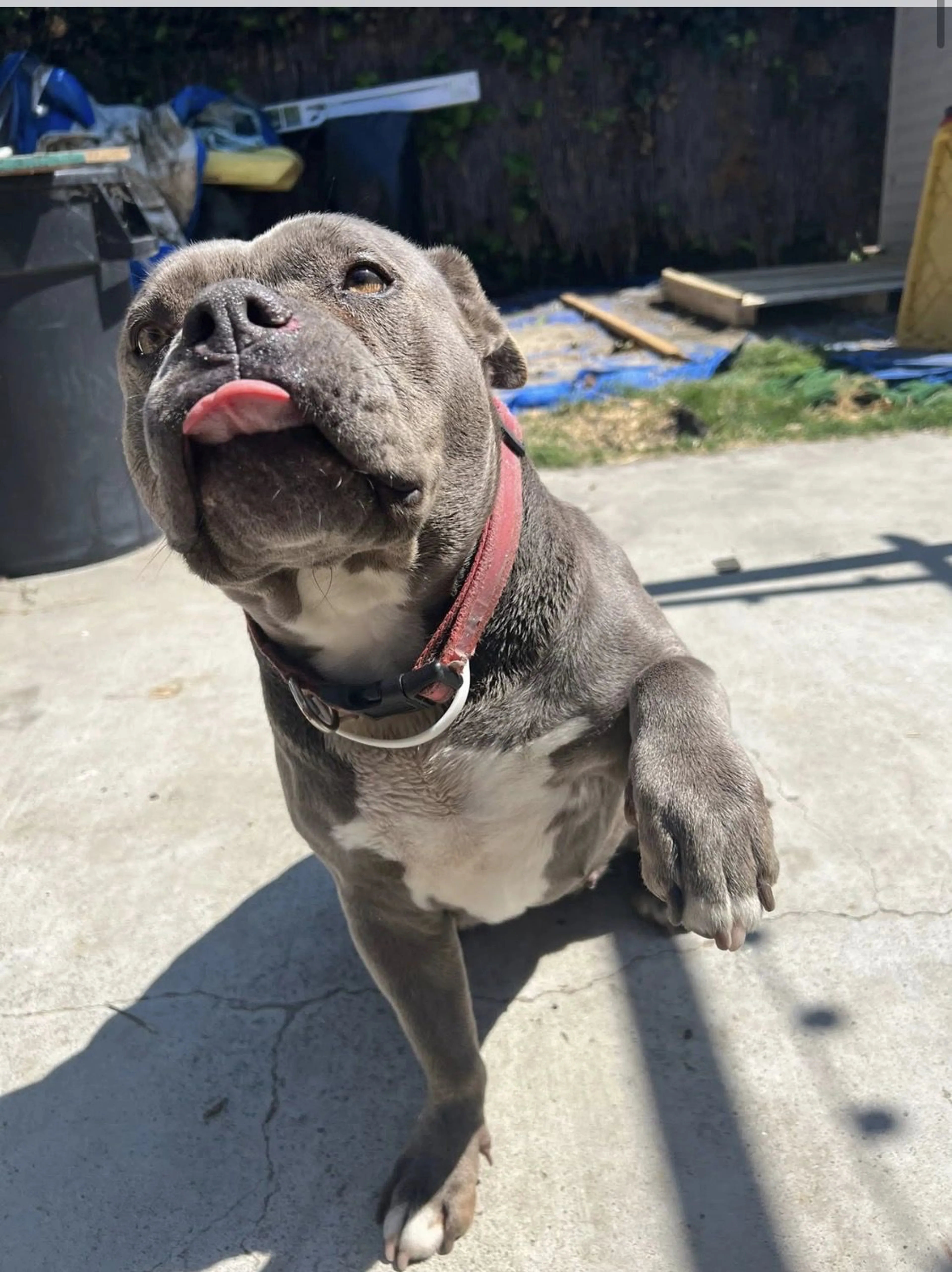 Lost pet-2