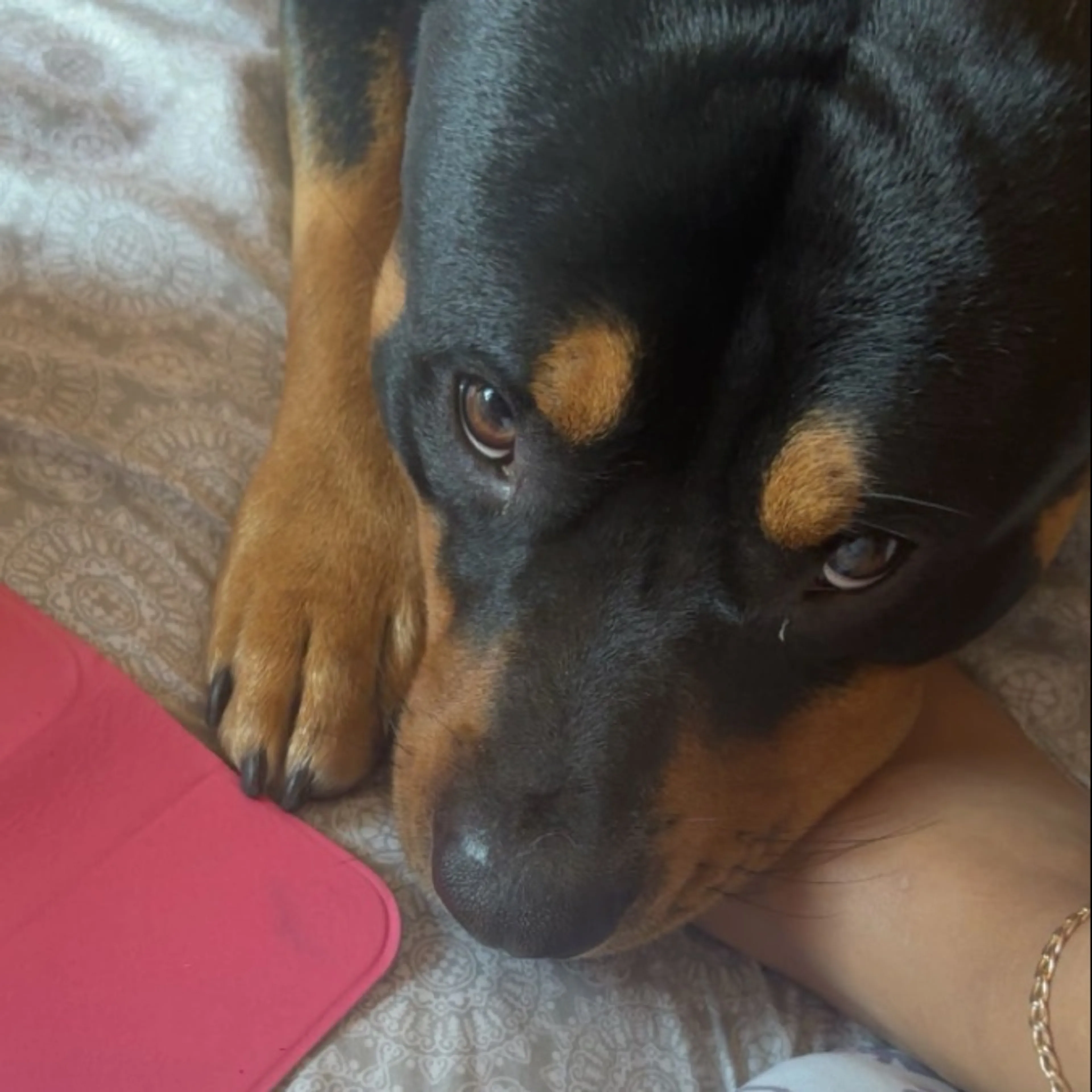Lost pet