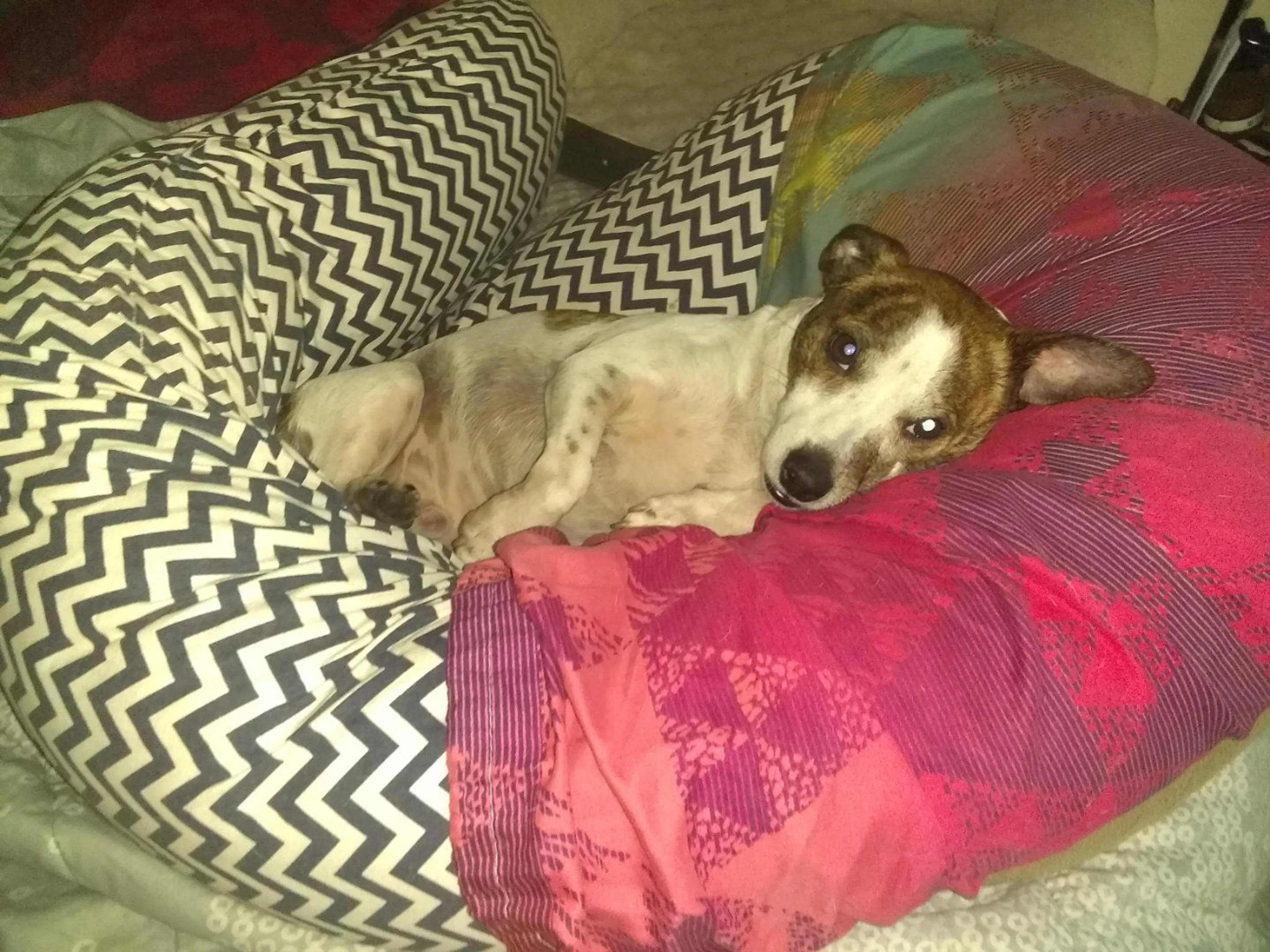 Lost pet-3