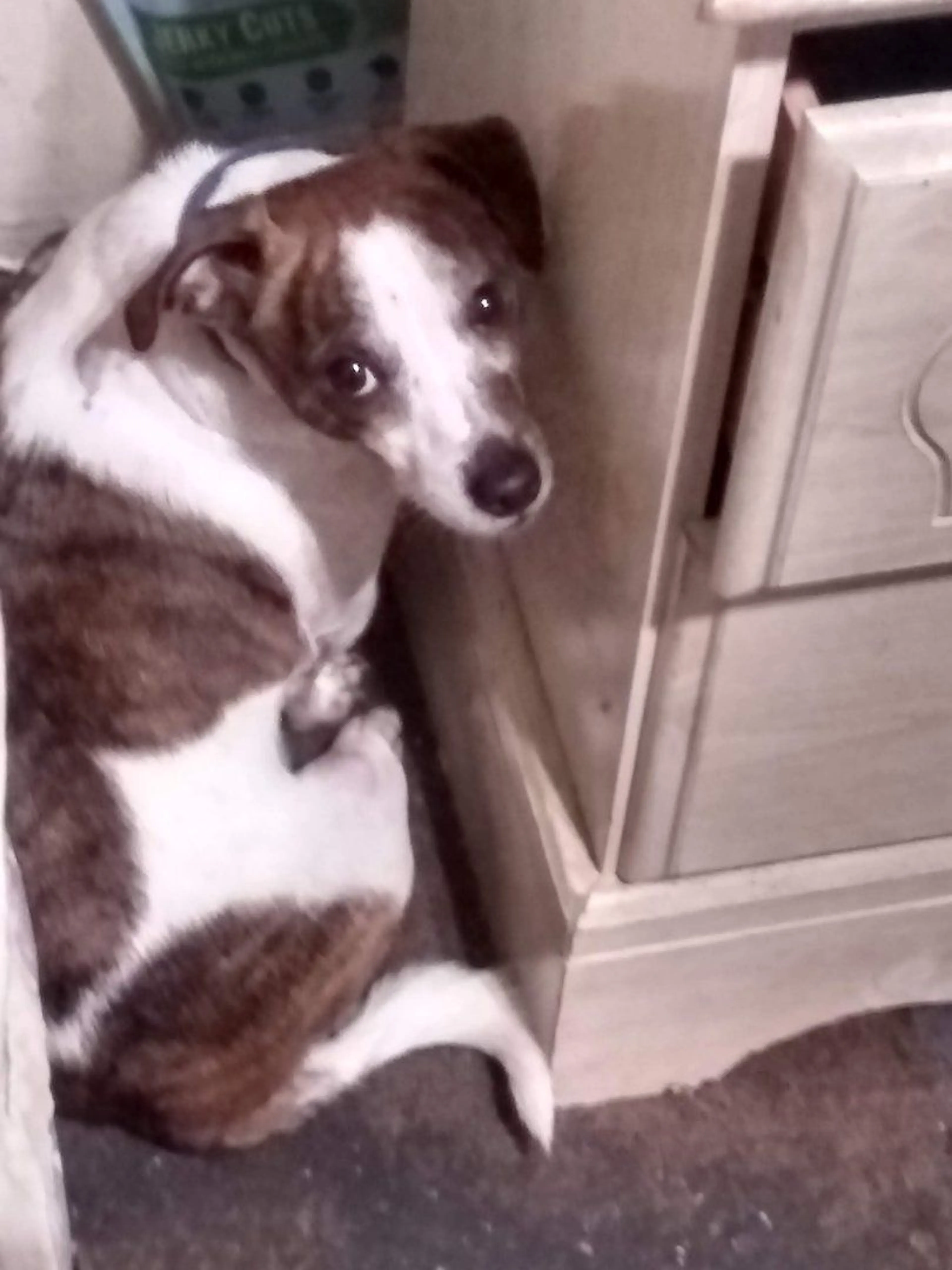 Lost pet-4