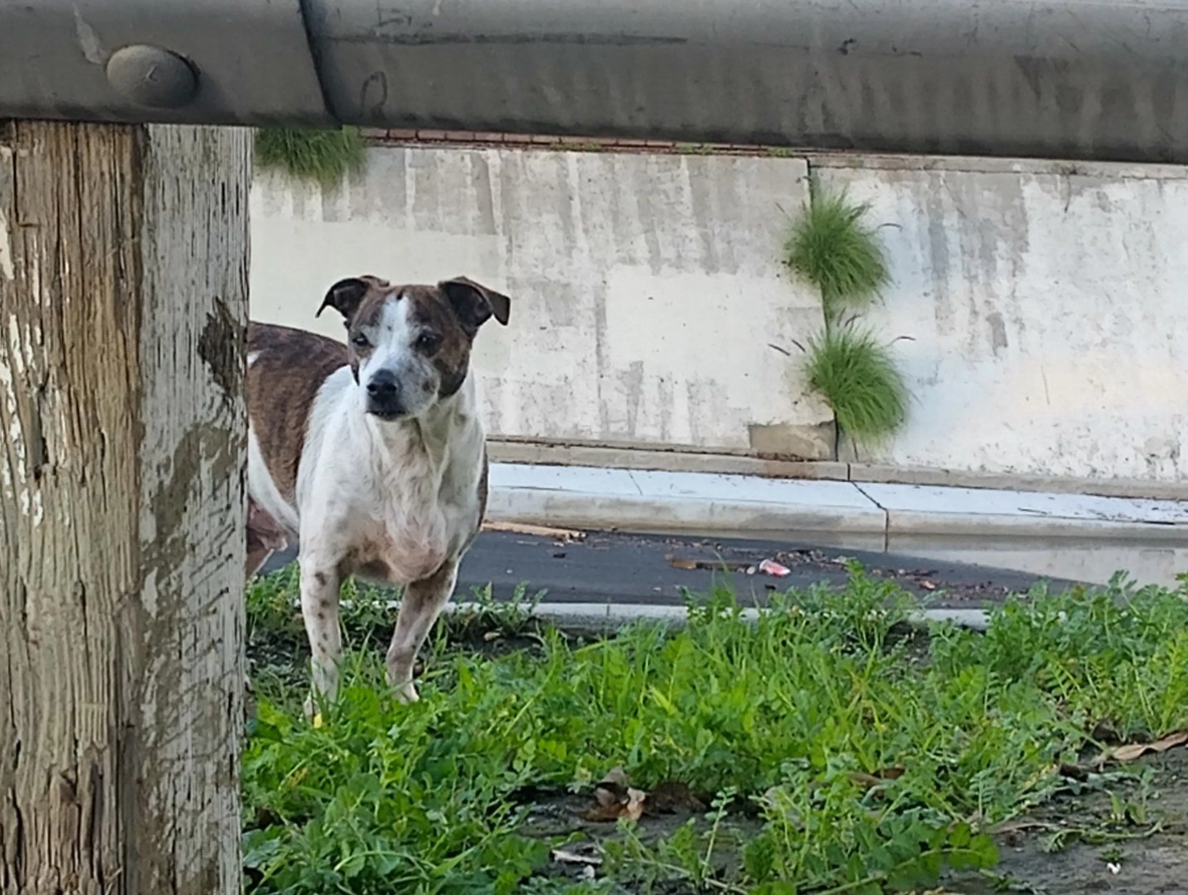 Lost pet-1